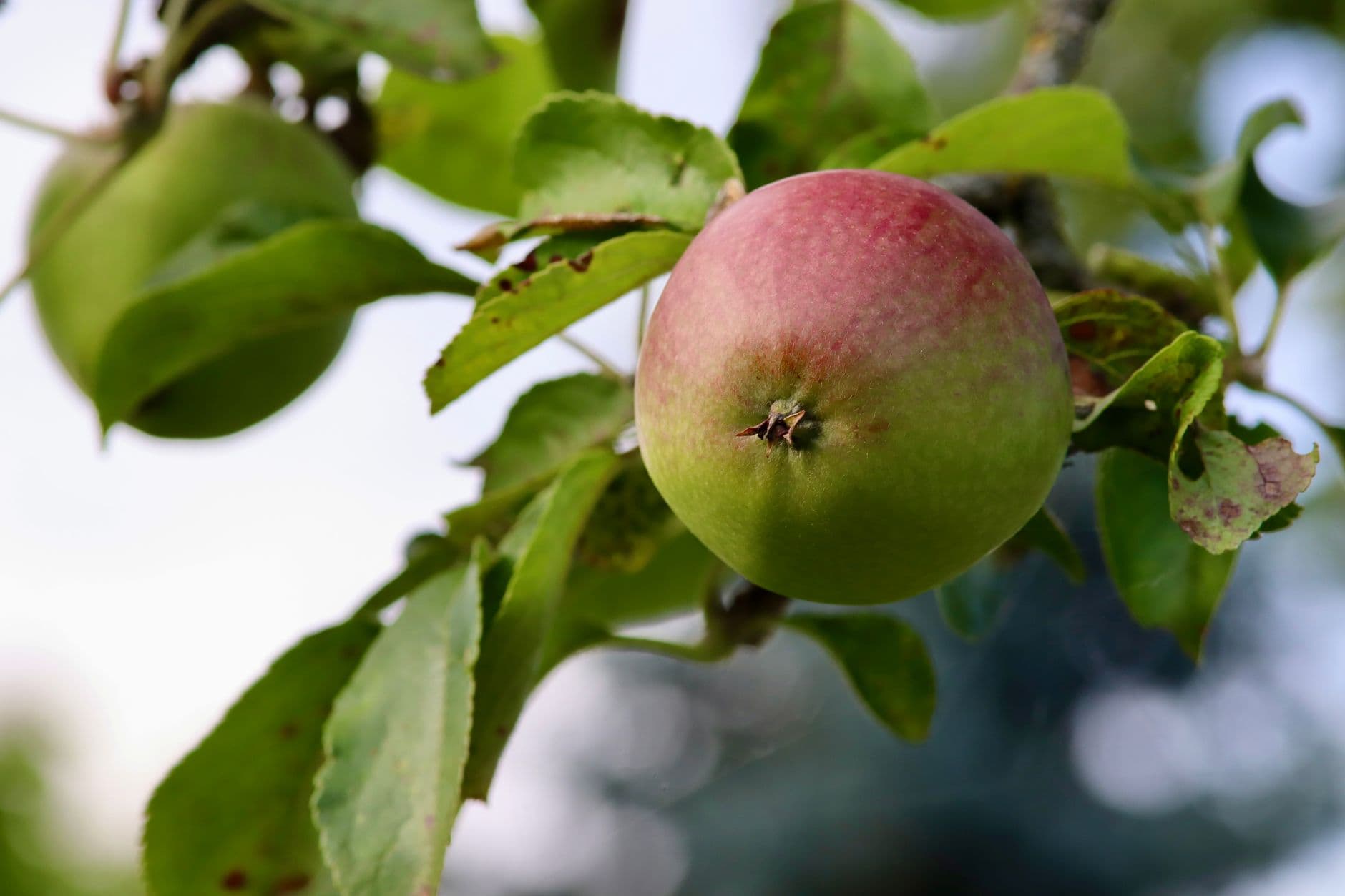 Styer Orchard