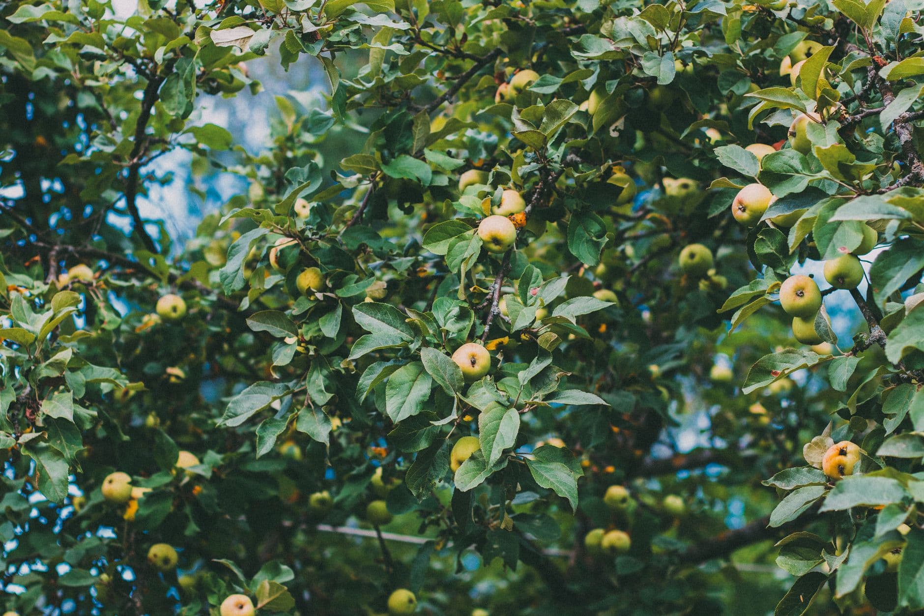 Summersweet Orchard