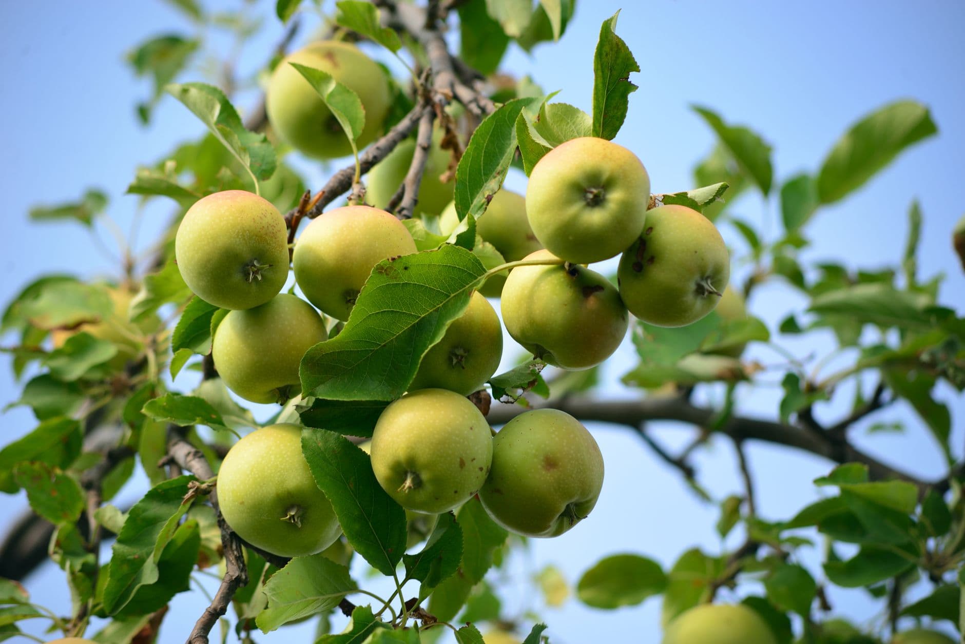 SunBerry Orchard