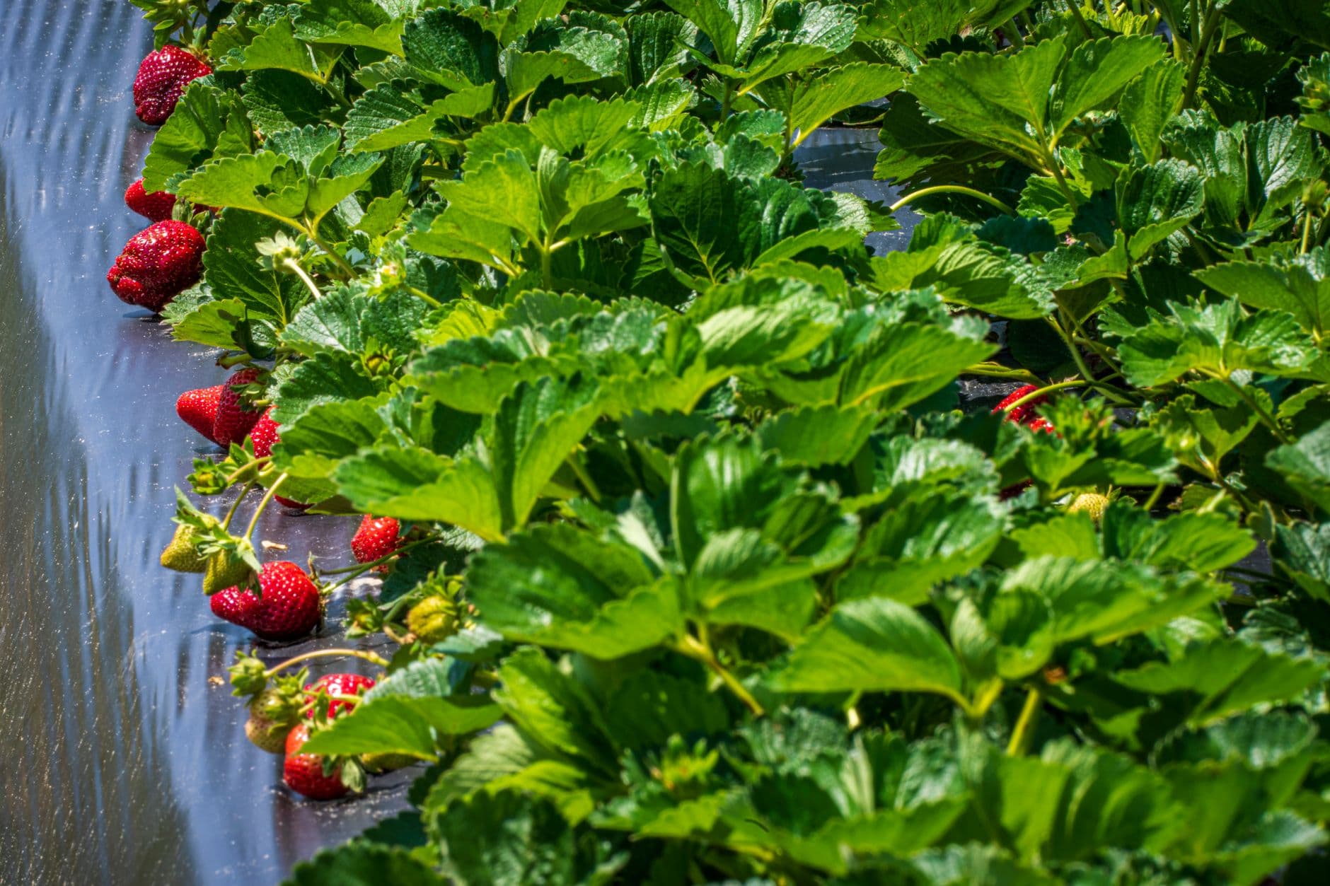 Sussex County Strawberry Farm
