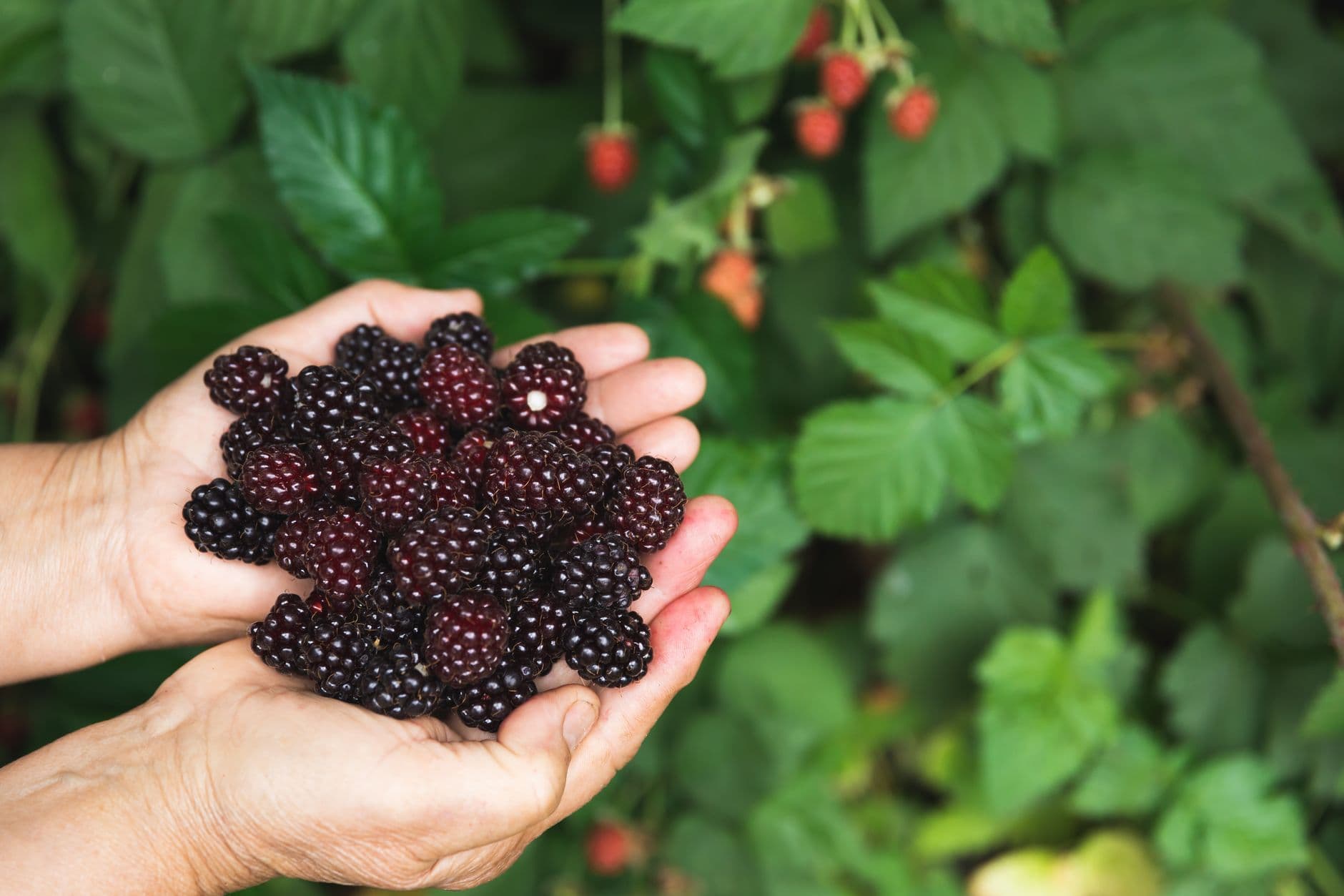 Swanton Berry Farm