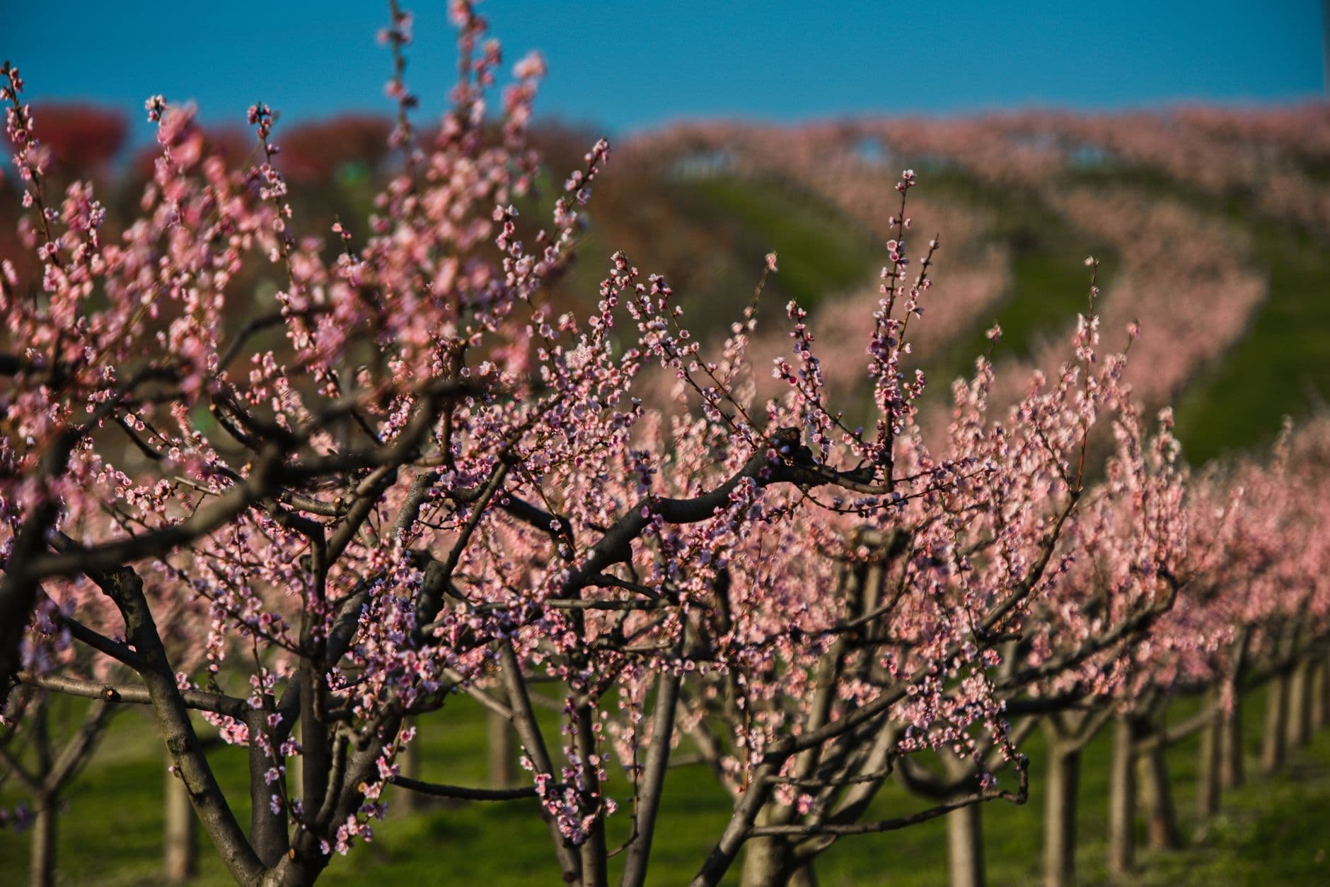 Sweet Berry Farm