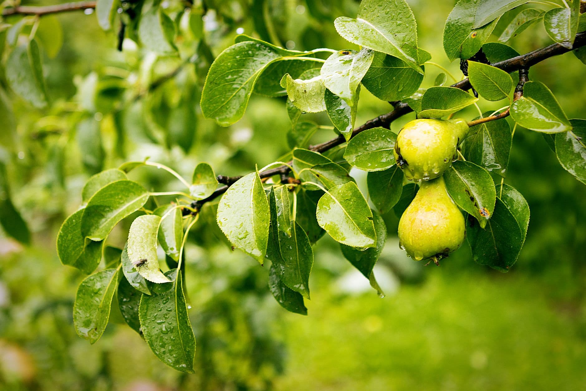 Sweetland Orchard