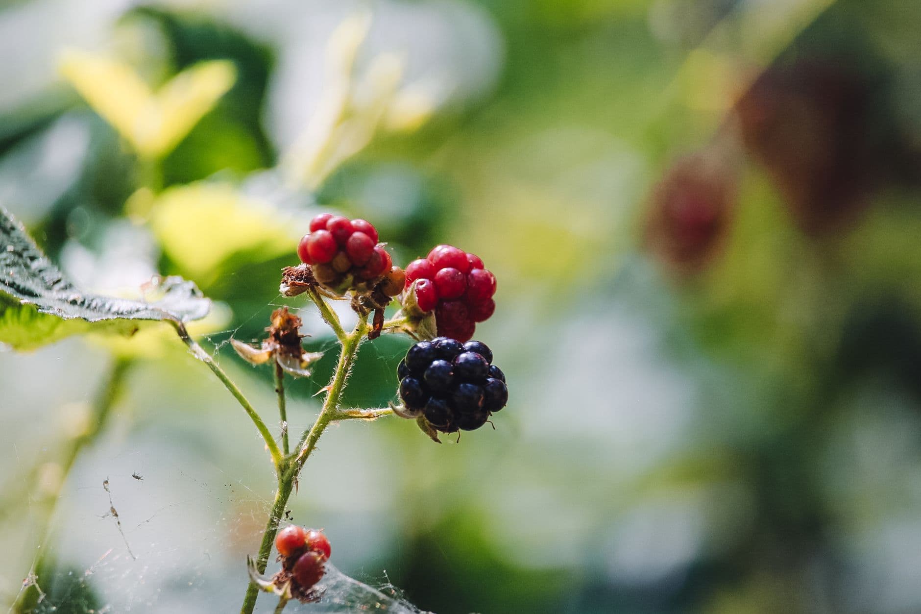 Sweets Berry Farm