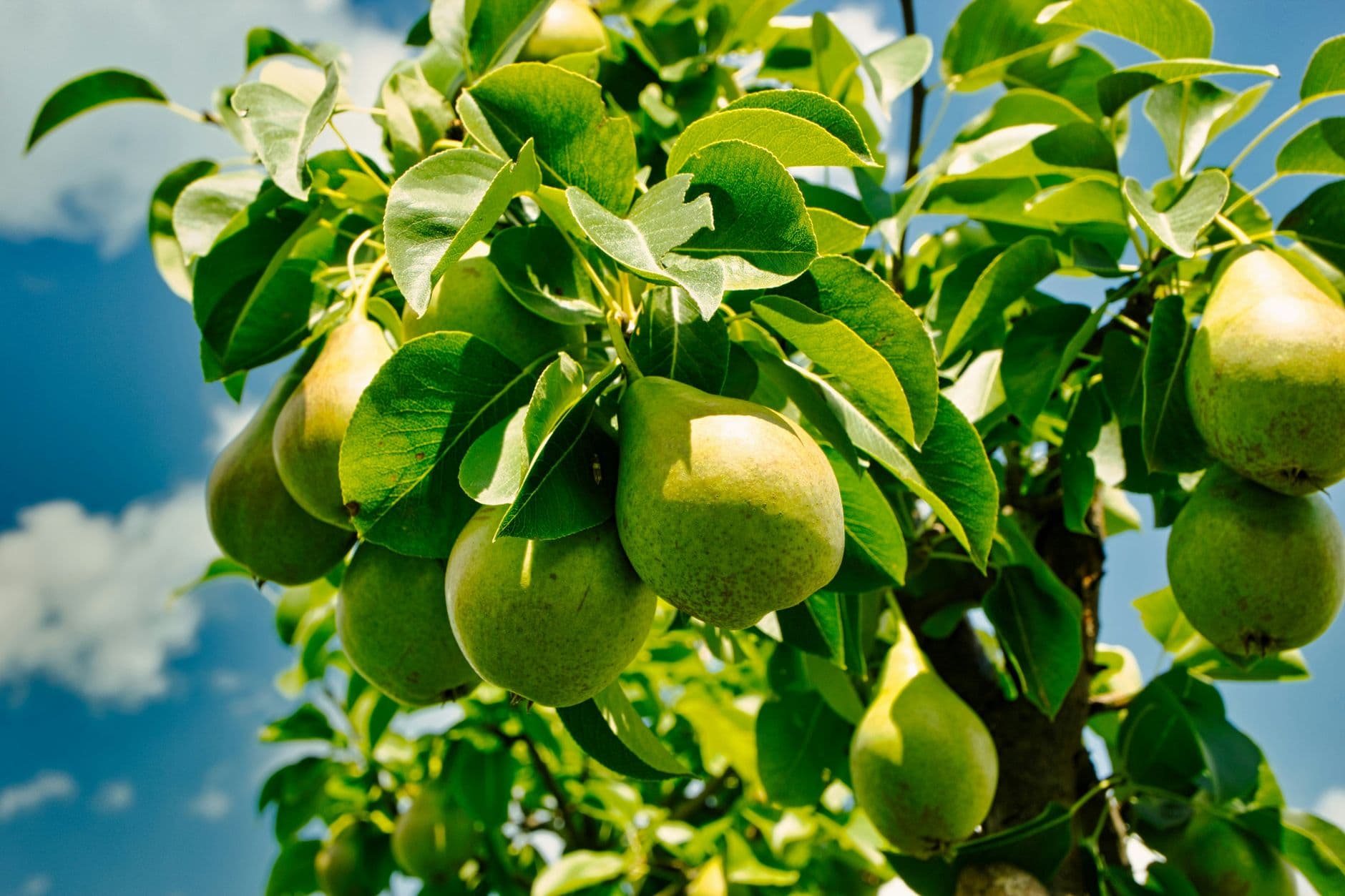 Tabora Farm and Orchard