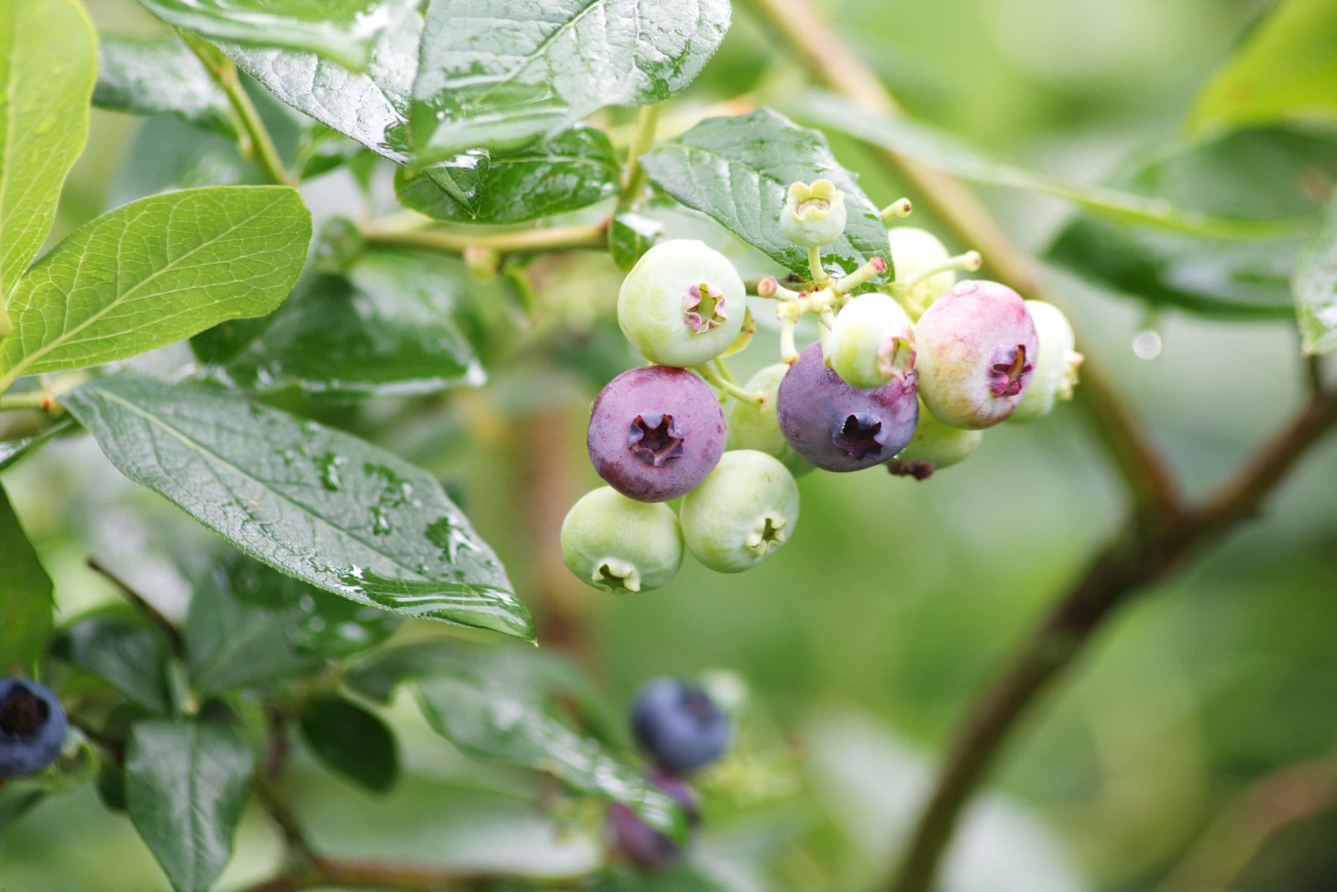 Tammen Treeberry Farm