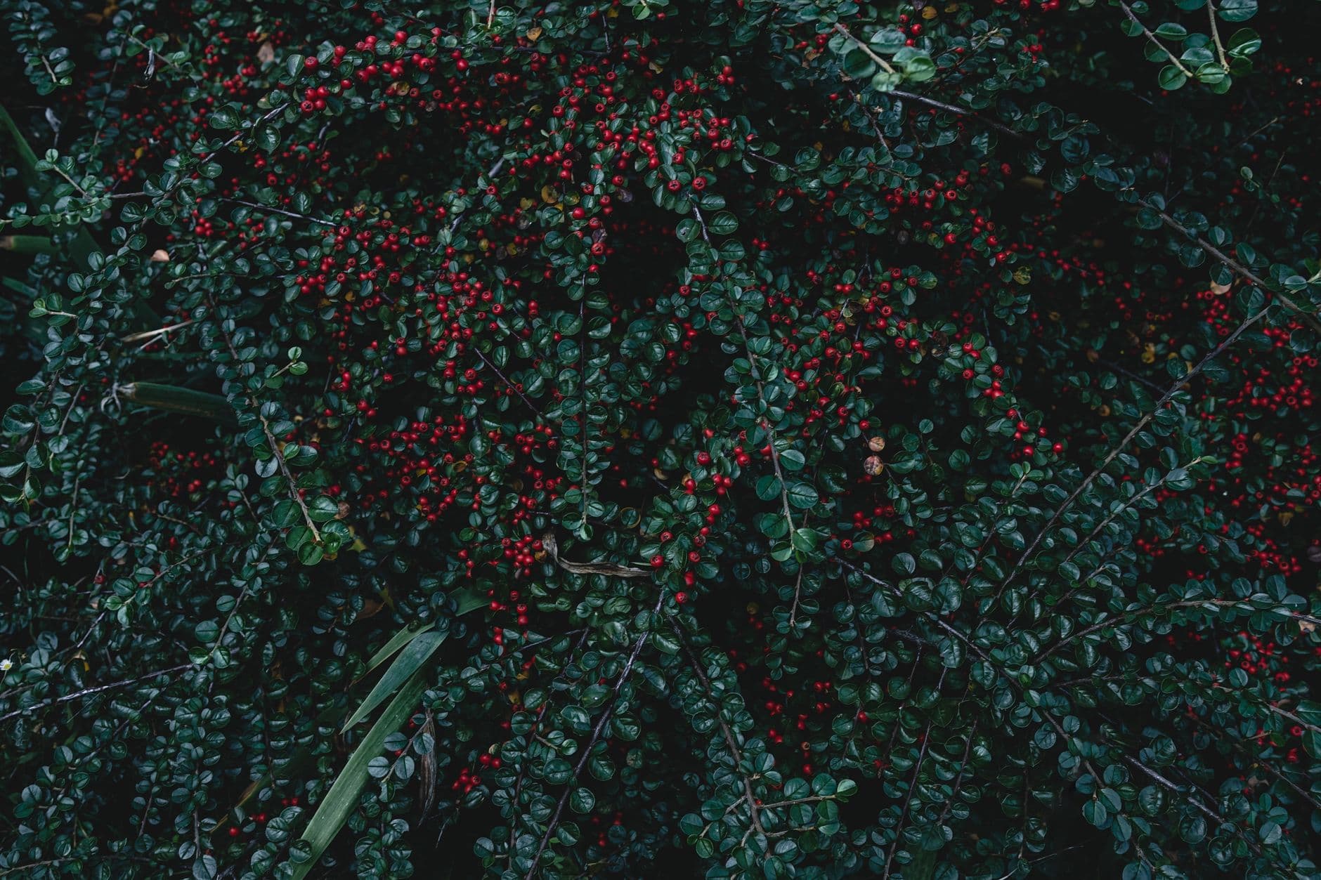 Temecula Berry Co