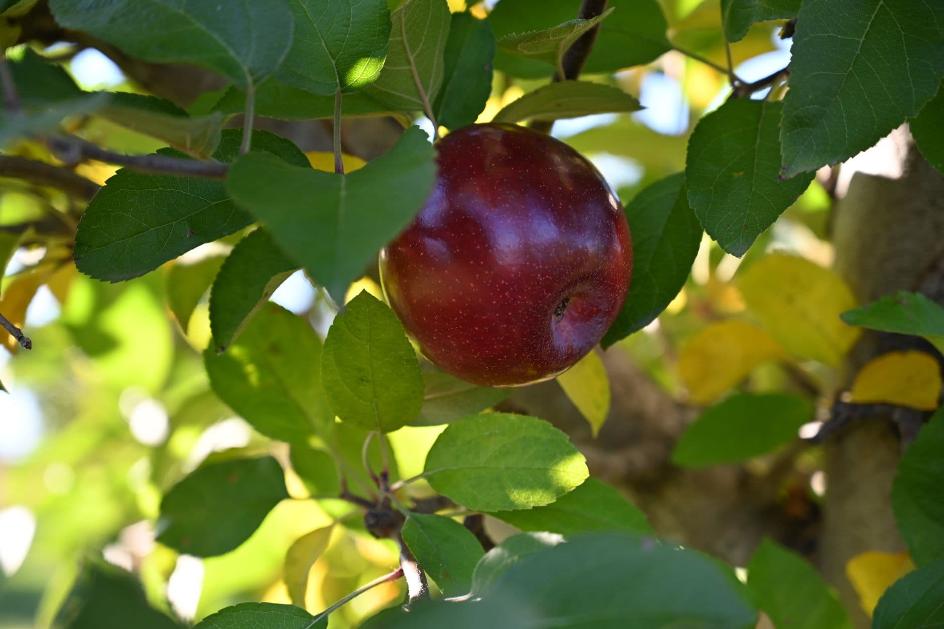 Terhune Orchards