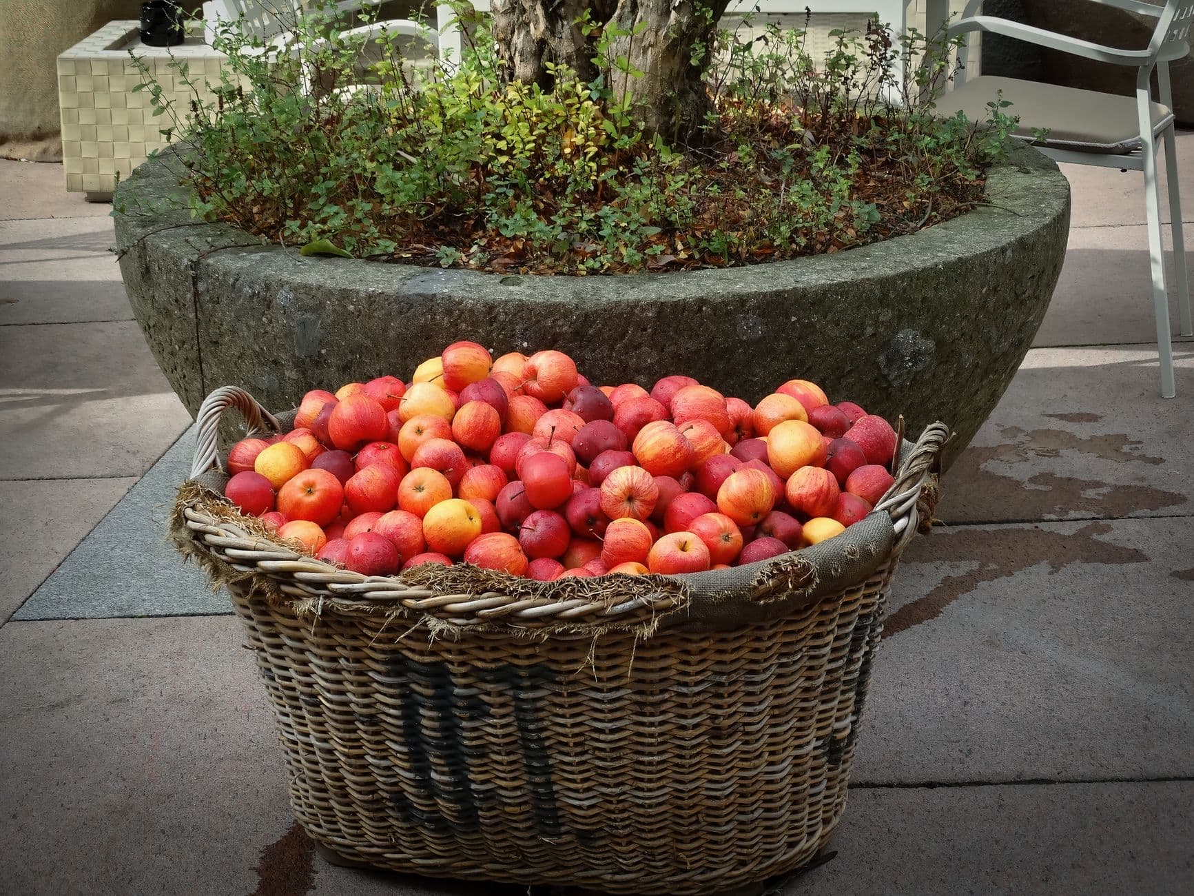 The Apple Shed