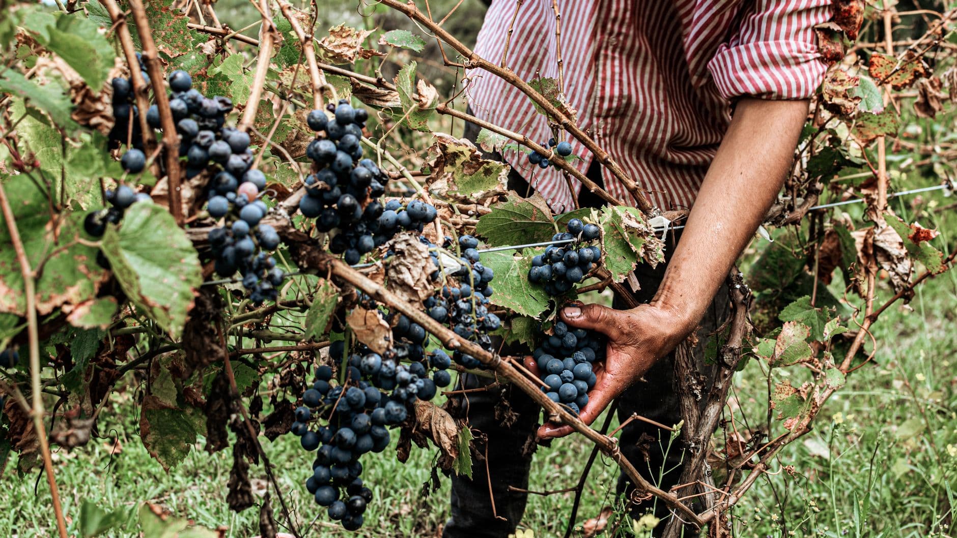 The Ivy Place Berry and Flower Farm