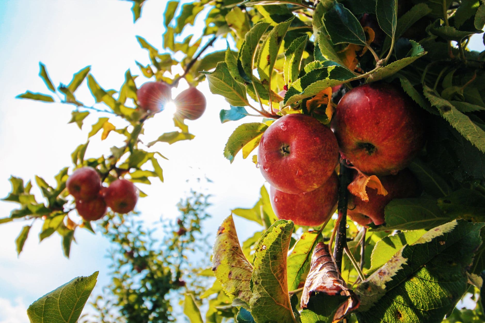 The Orchards at Red Barn