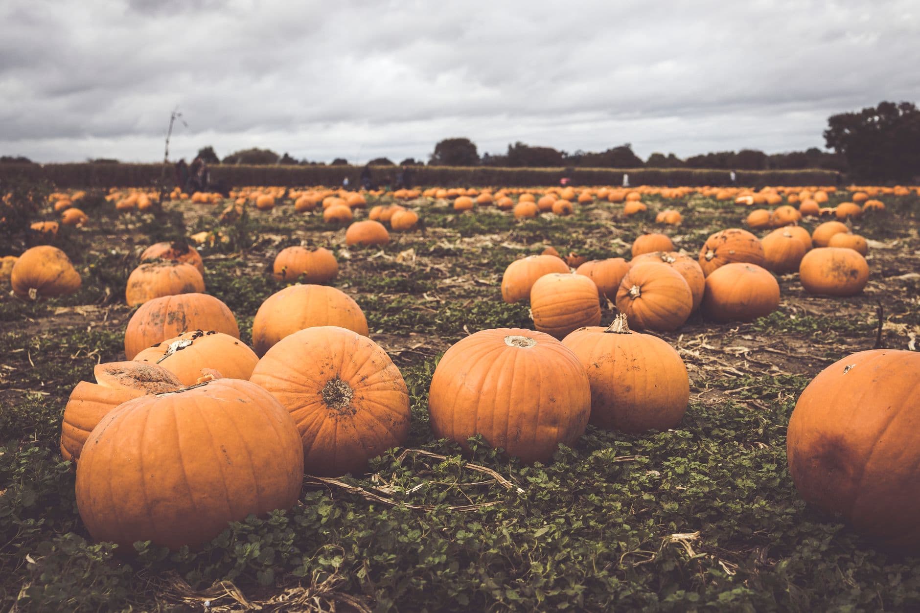 The Pumpkin Patch on Sauvie Island