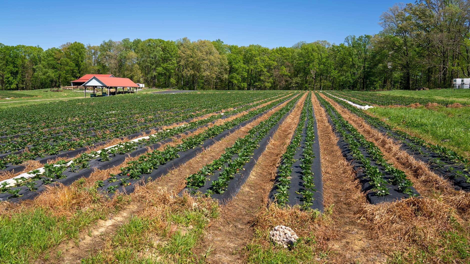 Tindall Farms