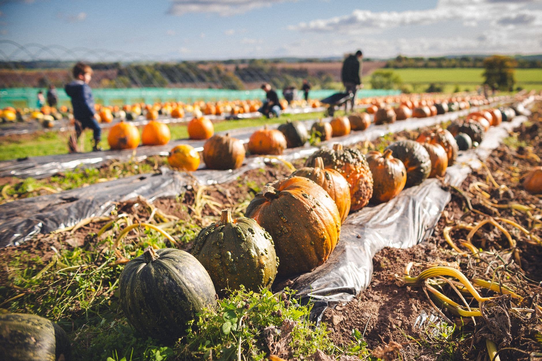 Tony Andrews Farm