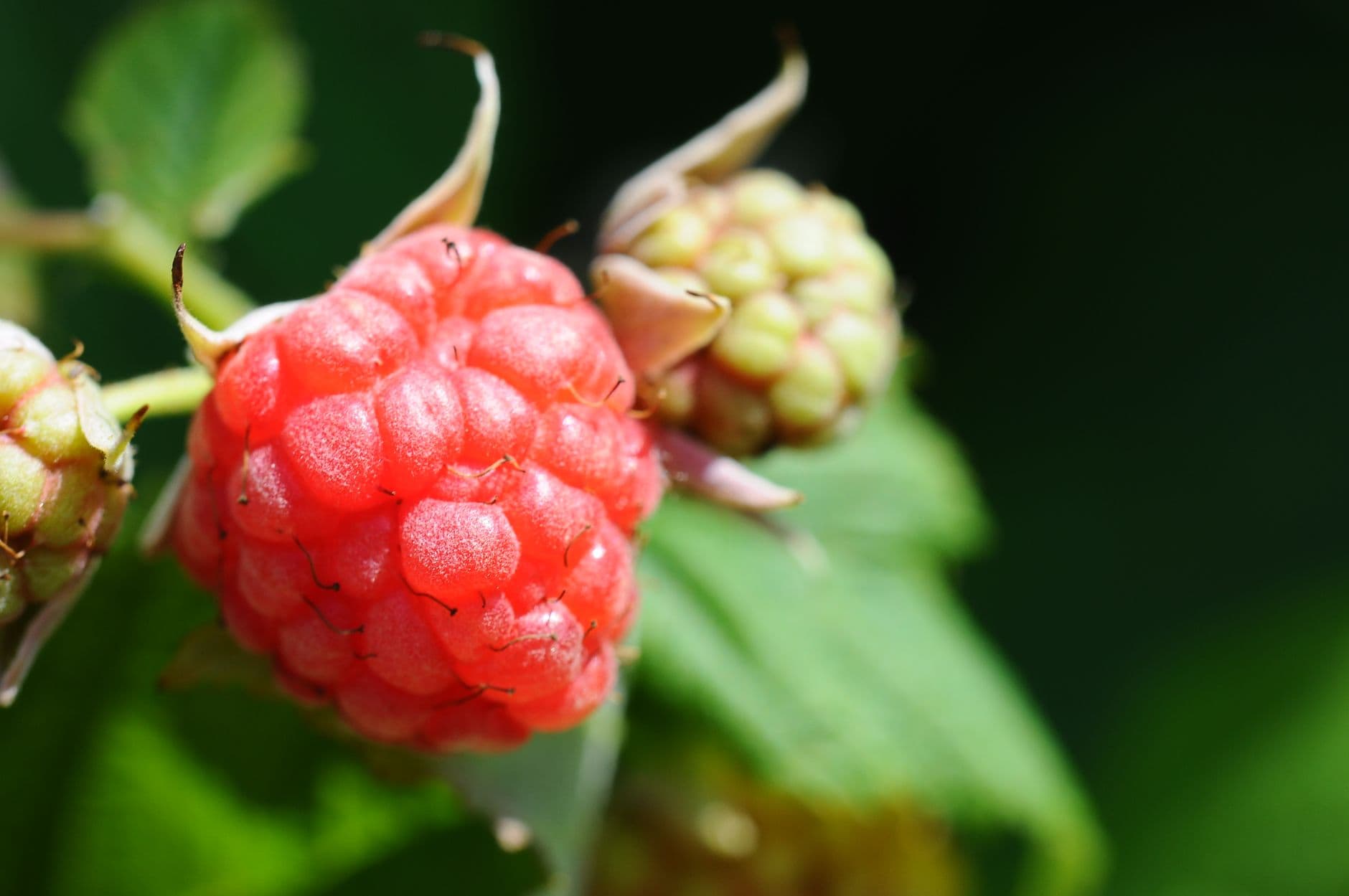 Trapp's Berry Farm