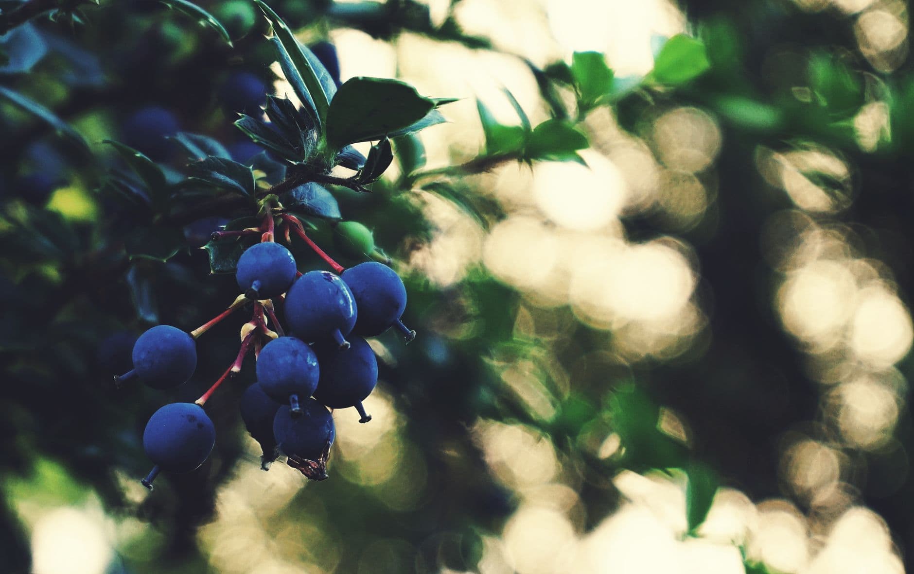 Tree Berry Farm