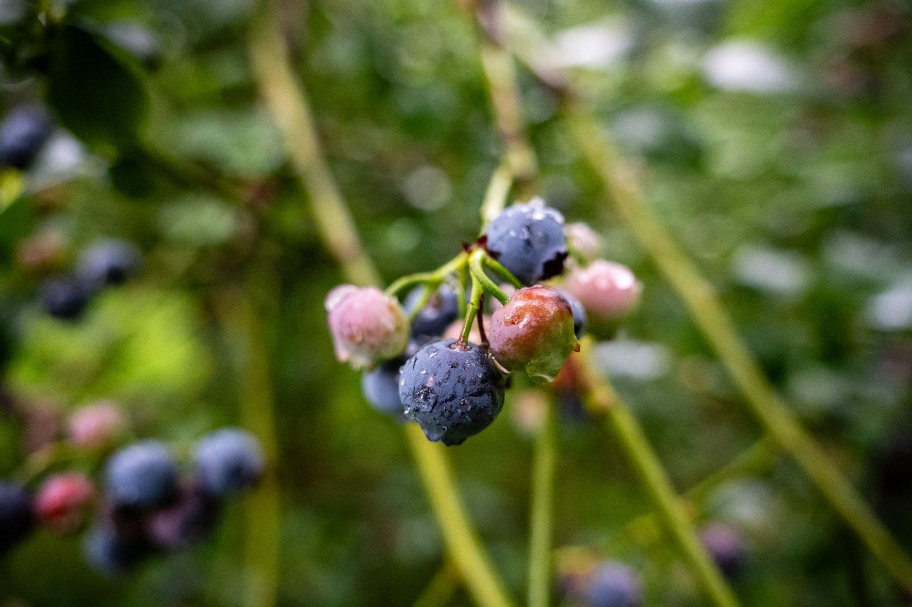 True Blue Farms