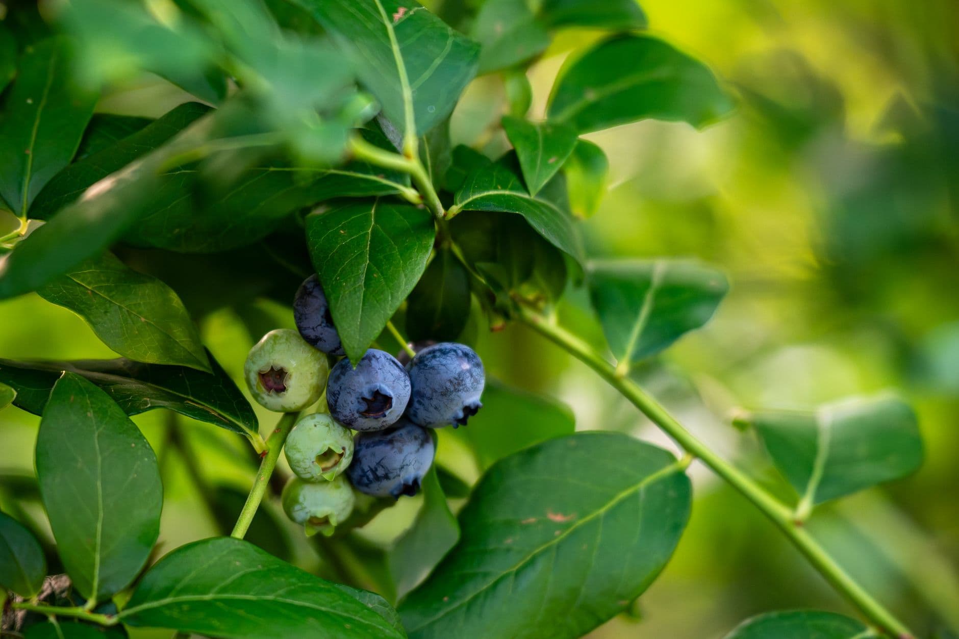 Tuckaway Blueberry Farm