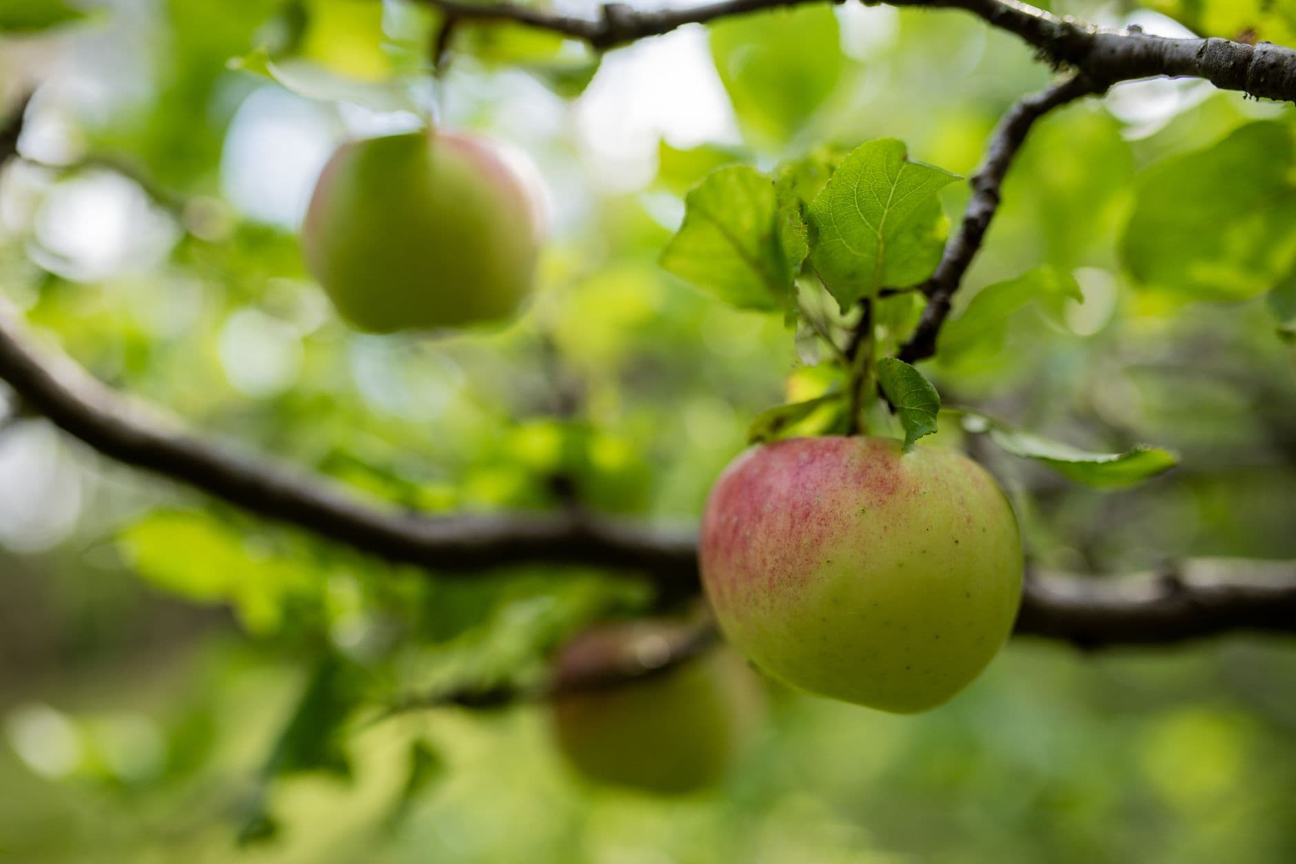Twin Star Orchards