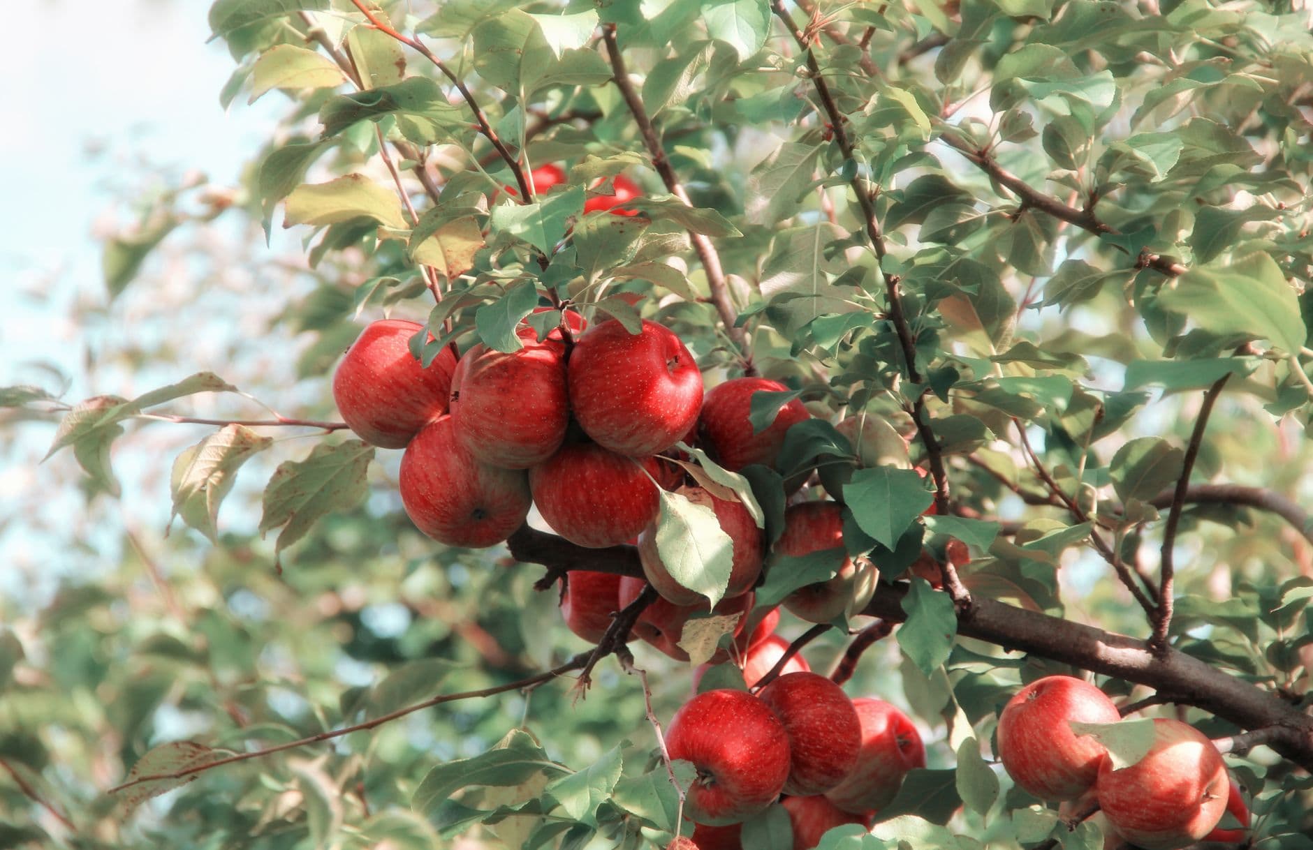 Valley Orchard