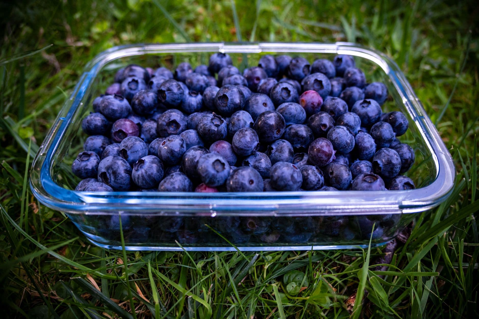 Van Kley's Blueberries