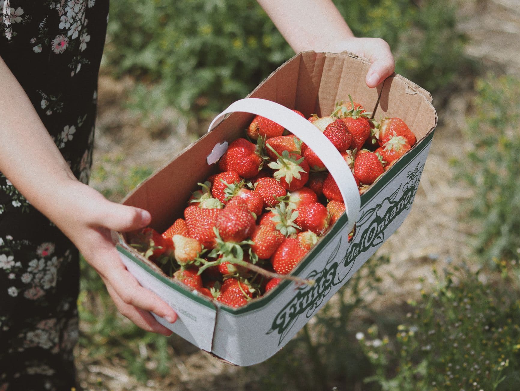 Veenstra Family Strawberry Farm