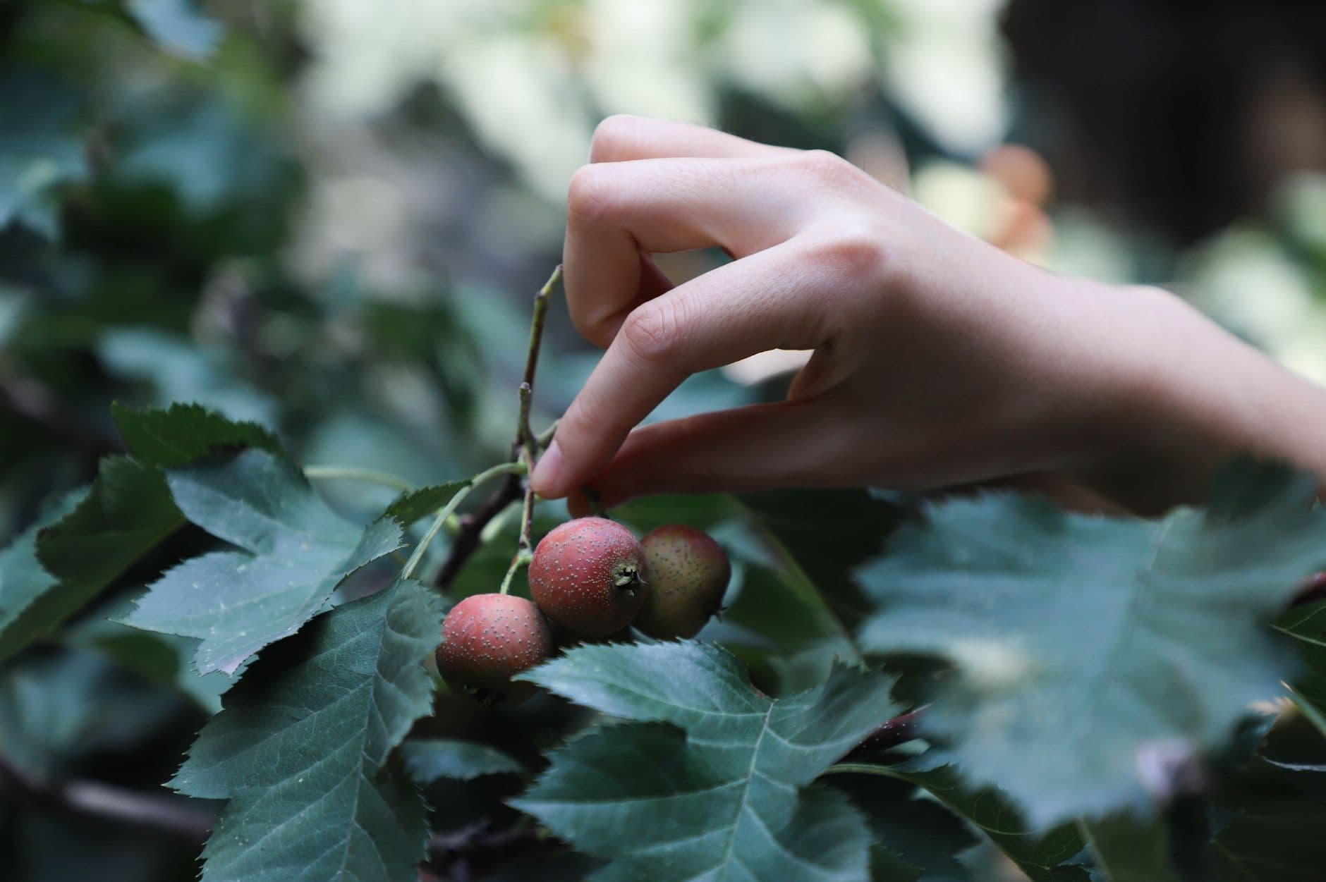 Verellen Orchards