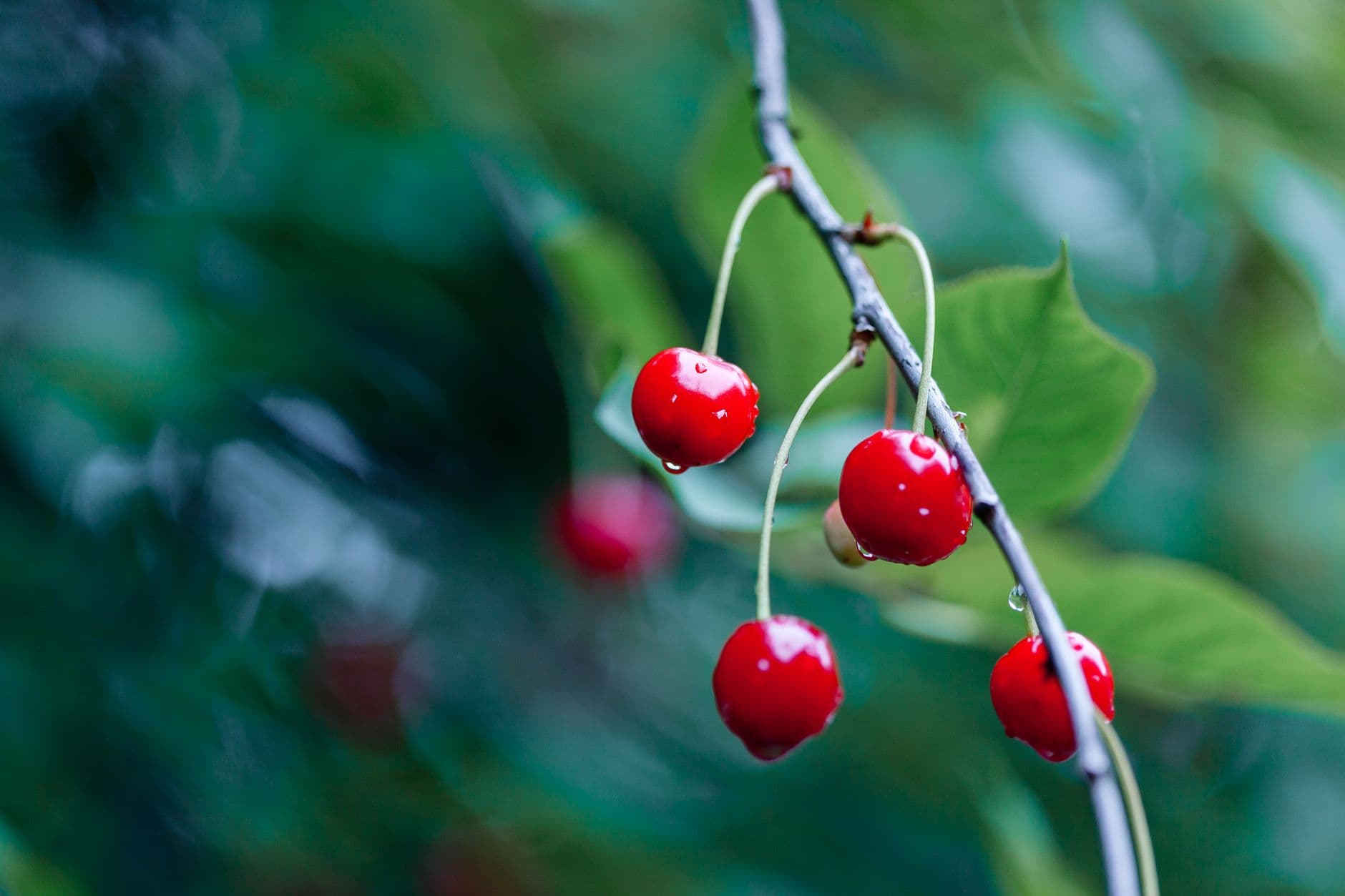 Villa del Sol Sweet Cherry Farms