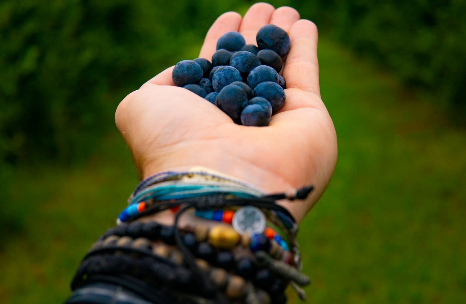 Village Homestead Blueberry Patch