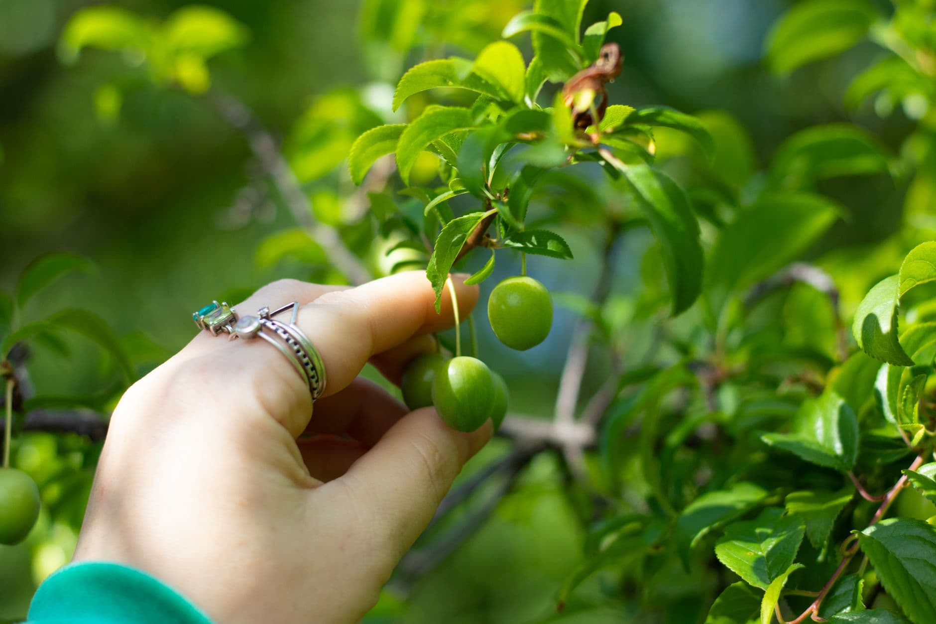 Weaver's Orchard