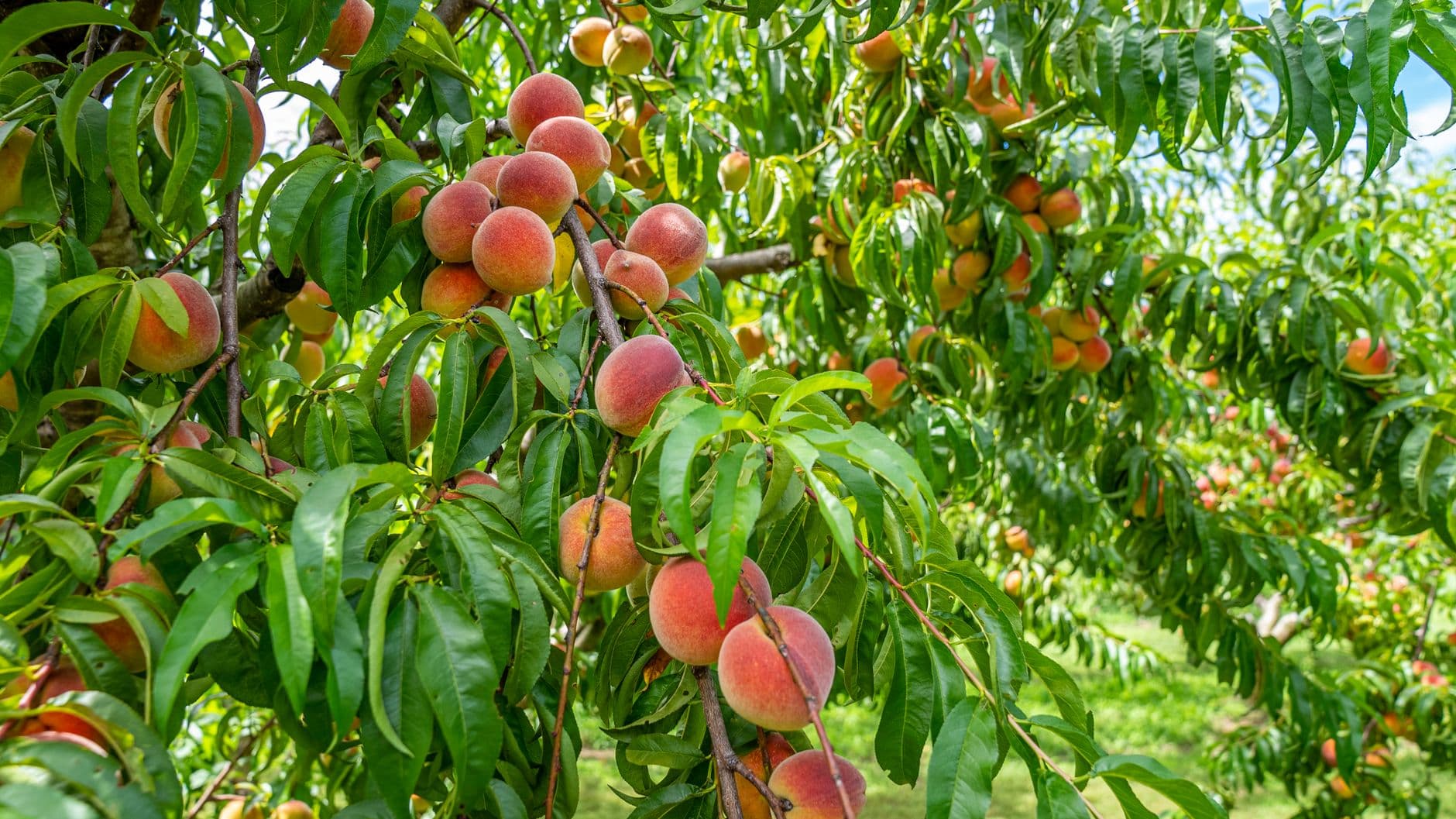 Weber's Cider Mill Farm