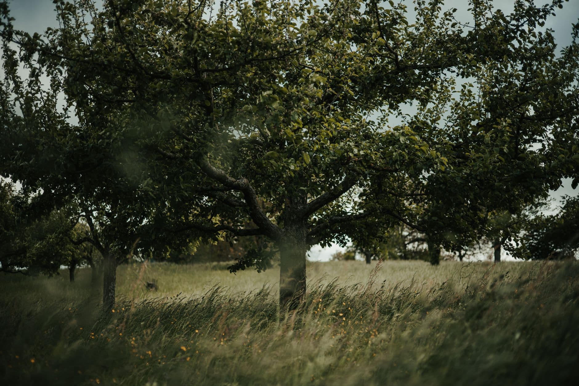 Weed Orchards and Winery