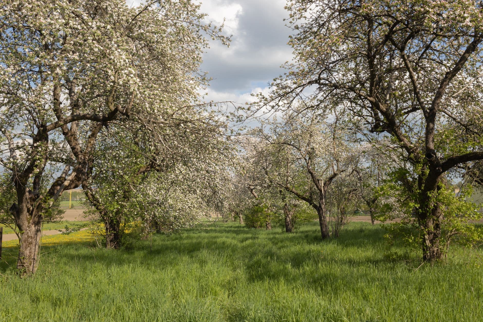 Wells Orchards