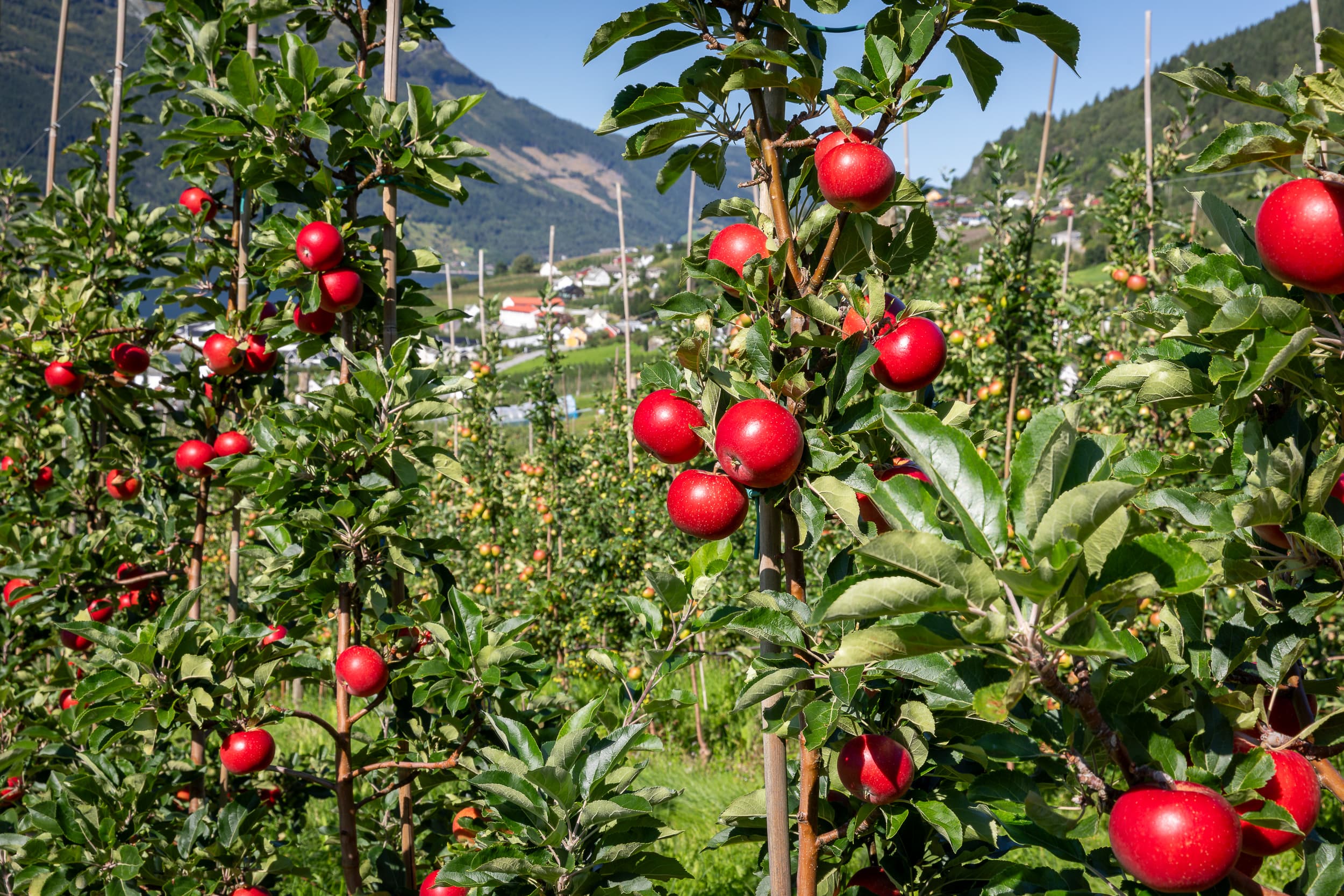 Westview Orchards & Winery