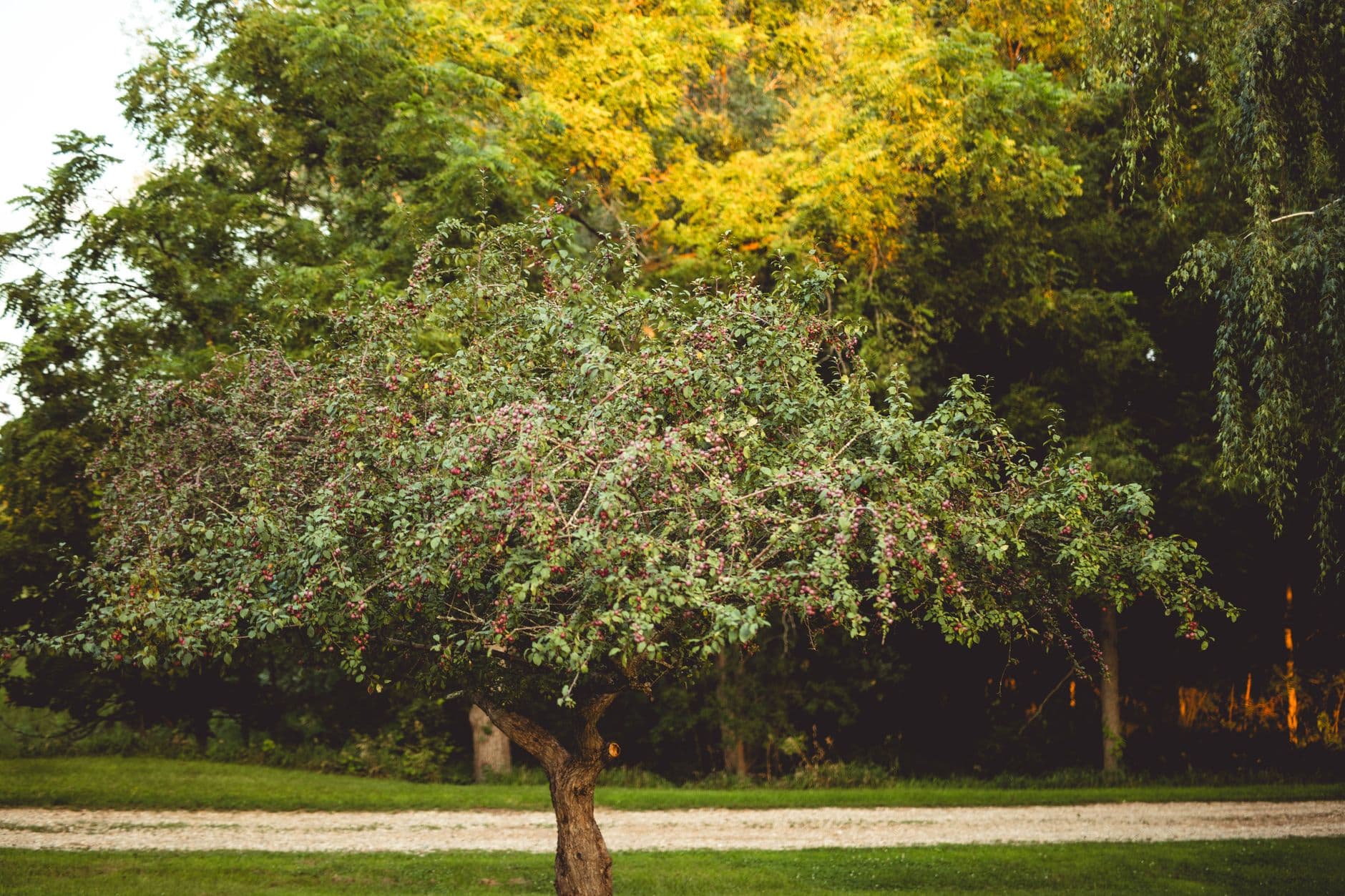 Westward Orchards