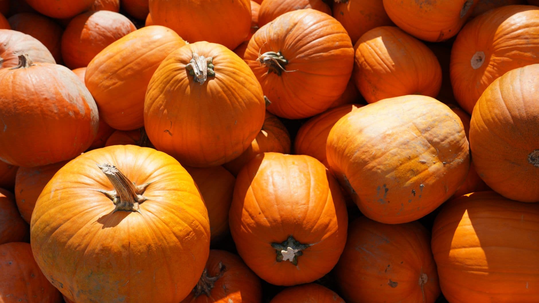Wiard's Orchards & Country Fair