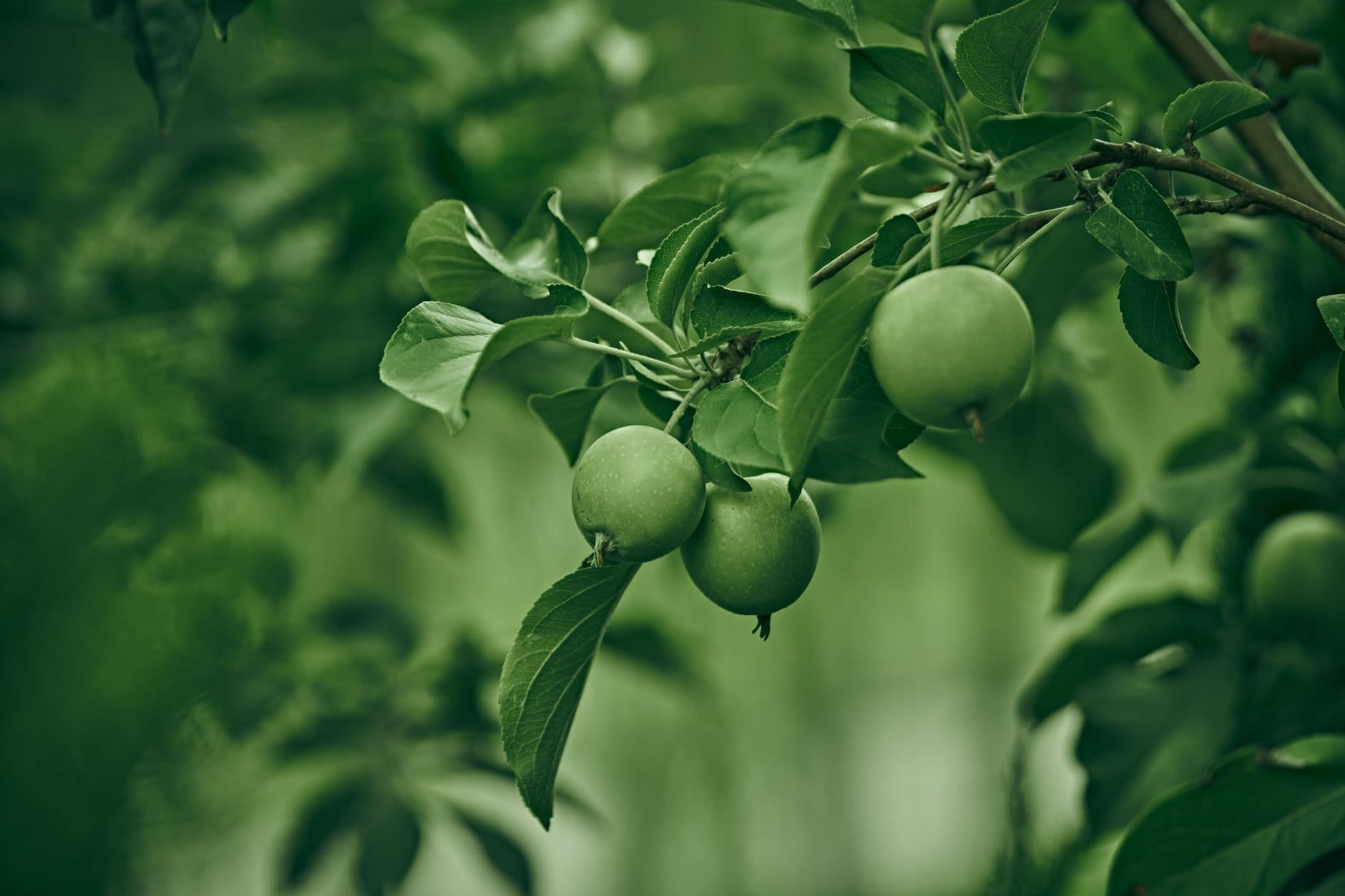 Wilkens Fruit and Fir Farm
