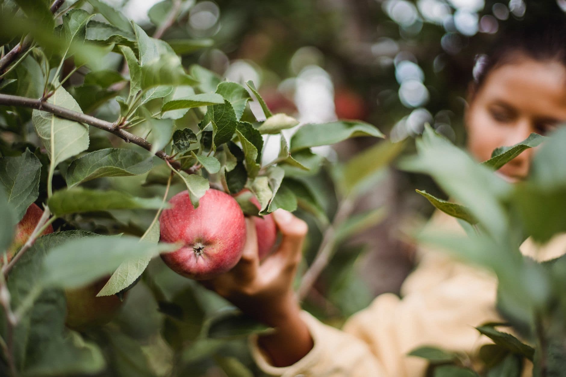 Willowbrook Apple Farm