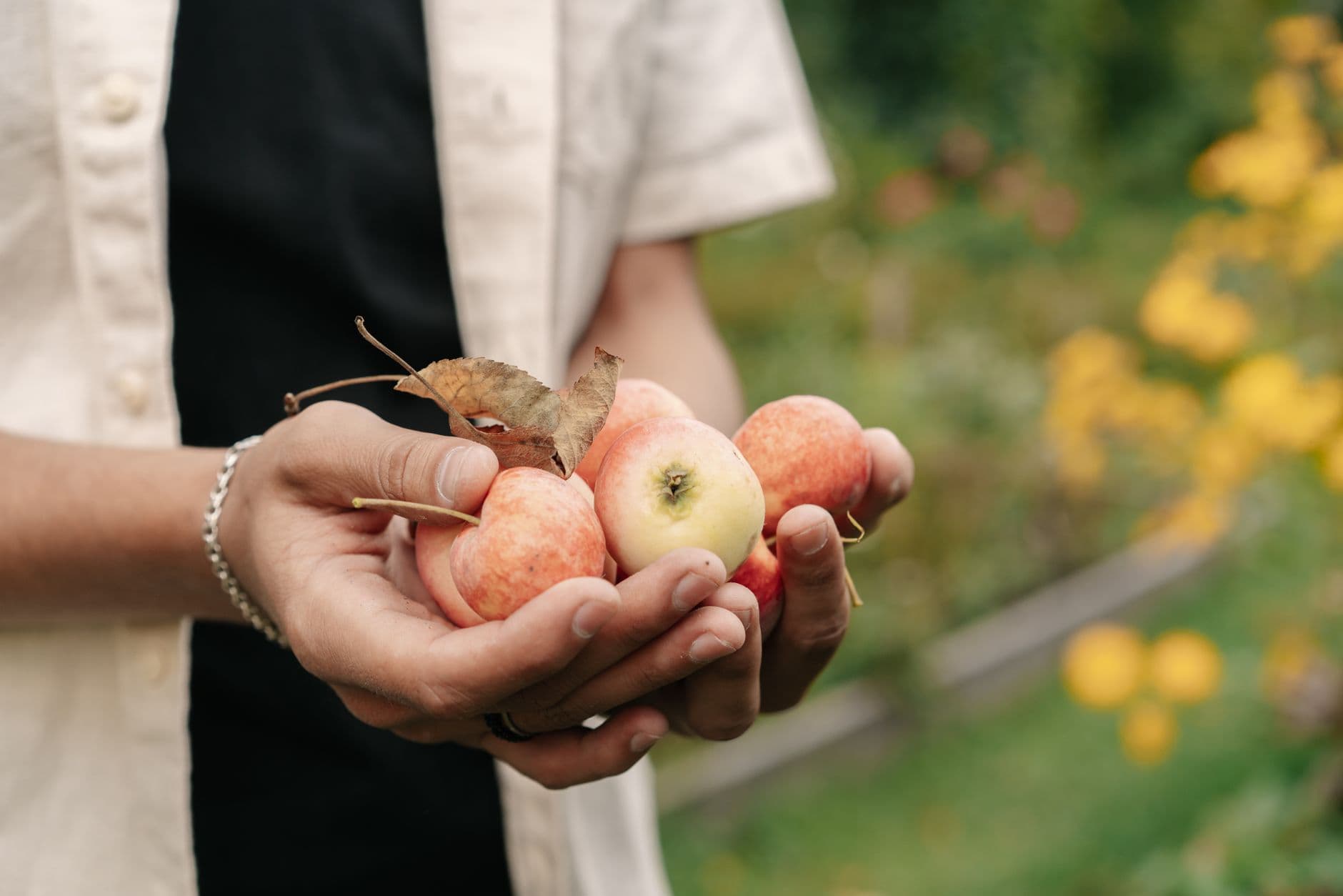 Windy Acre Orchard