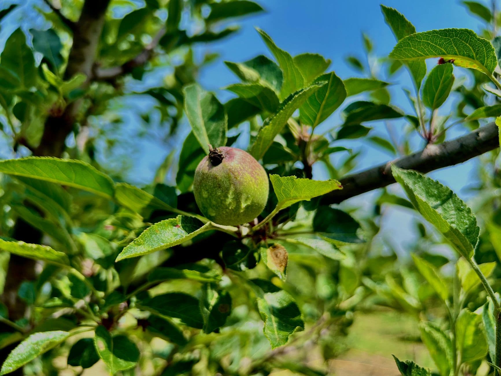 Windy Acres Farm