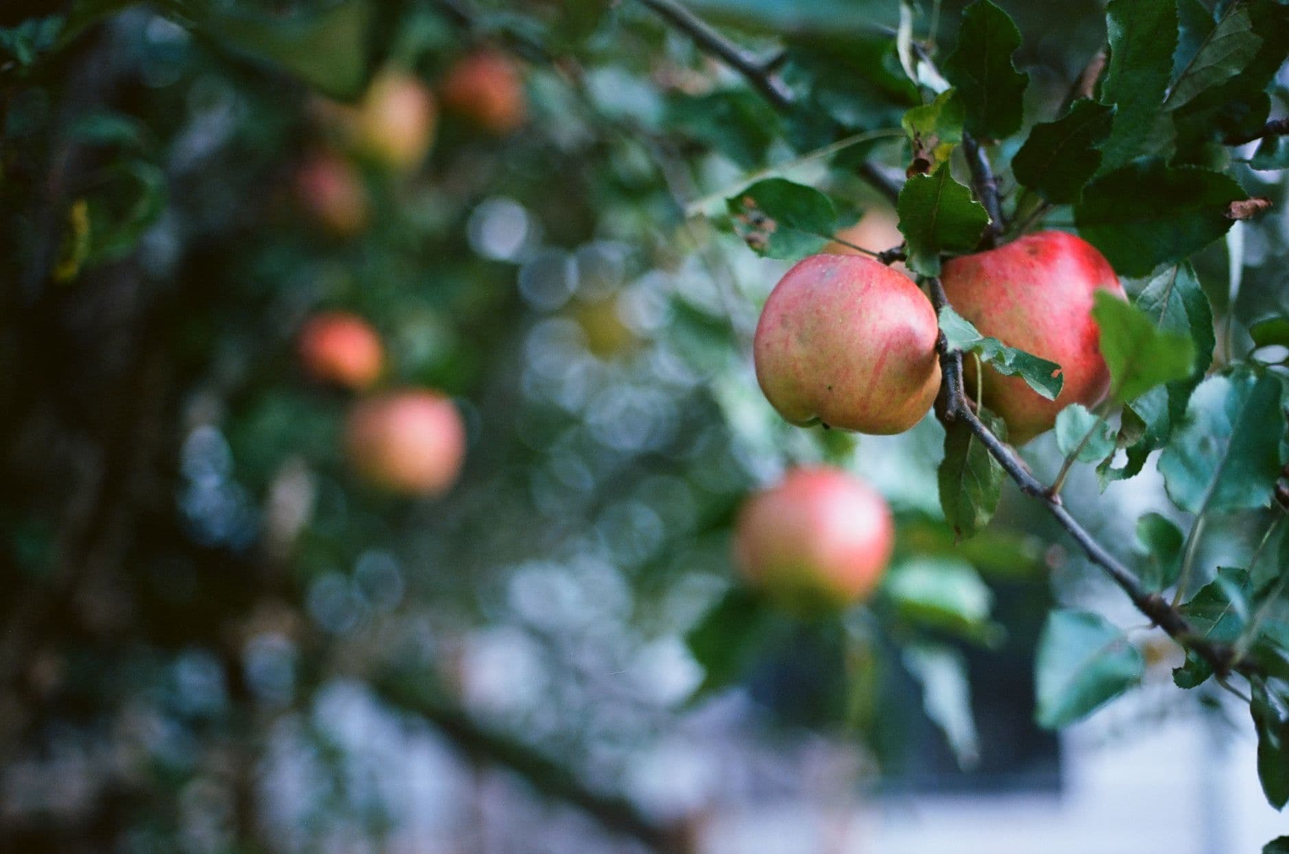 Windy Hill Orchard & Cidery