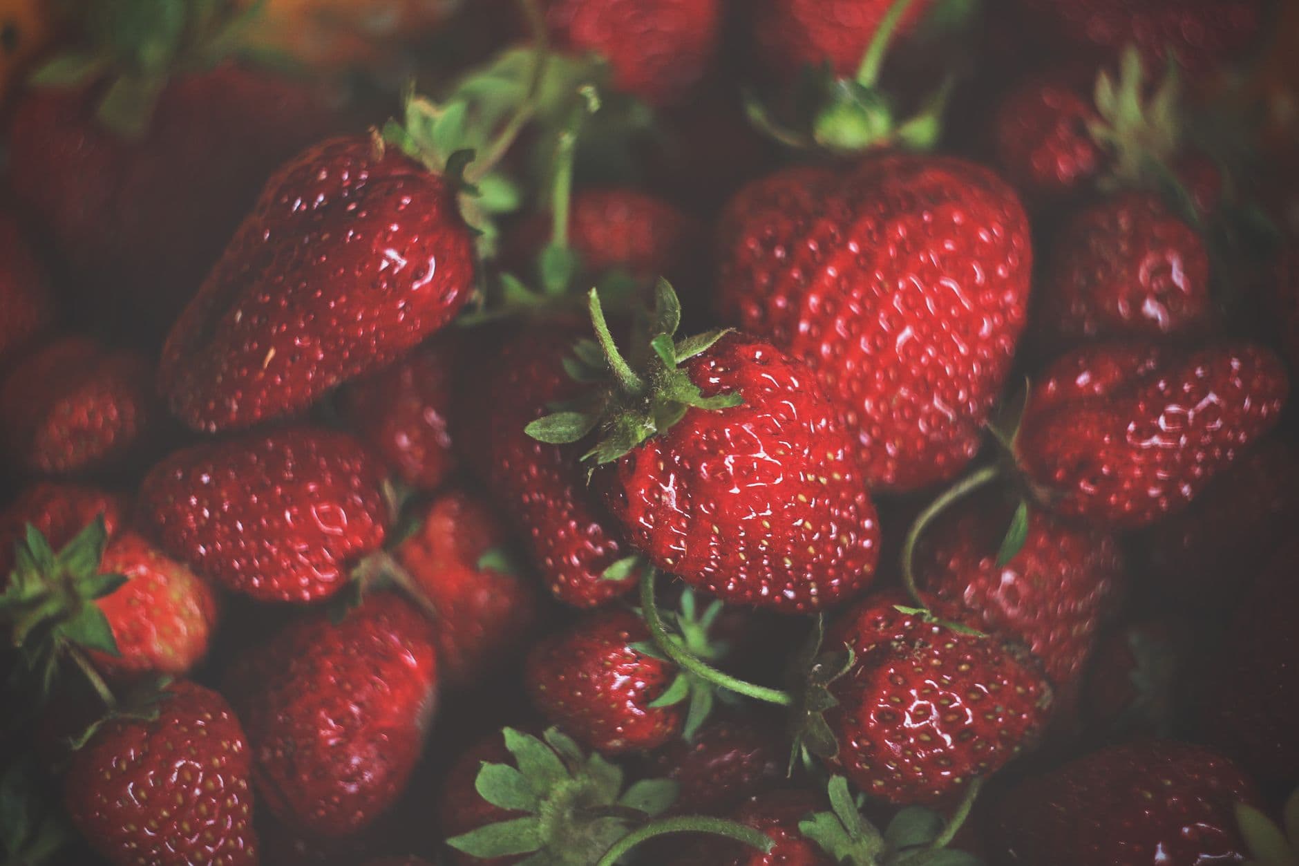Wise Acres Organic Farm
