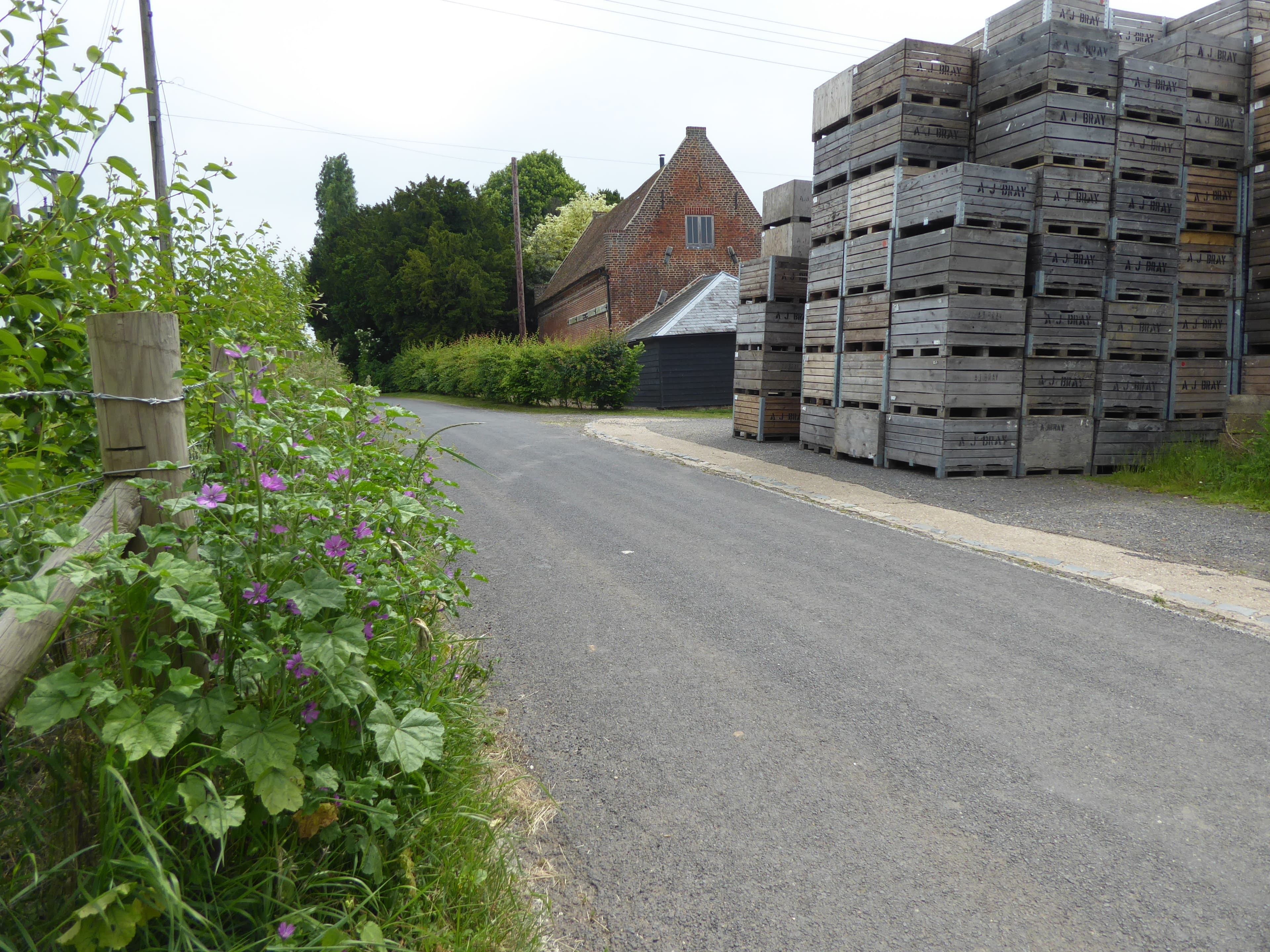 Witte's Vegetable Farm