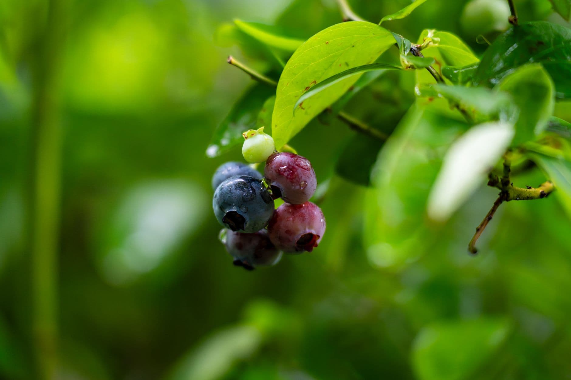 Woodland Enterprises Berry Farm