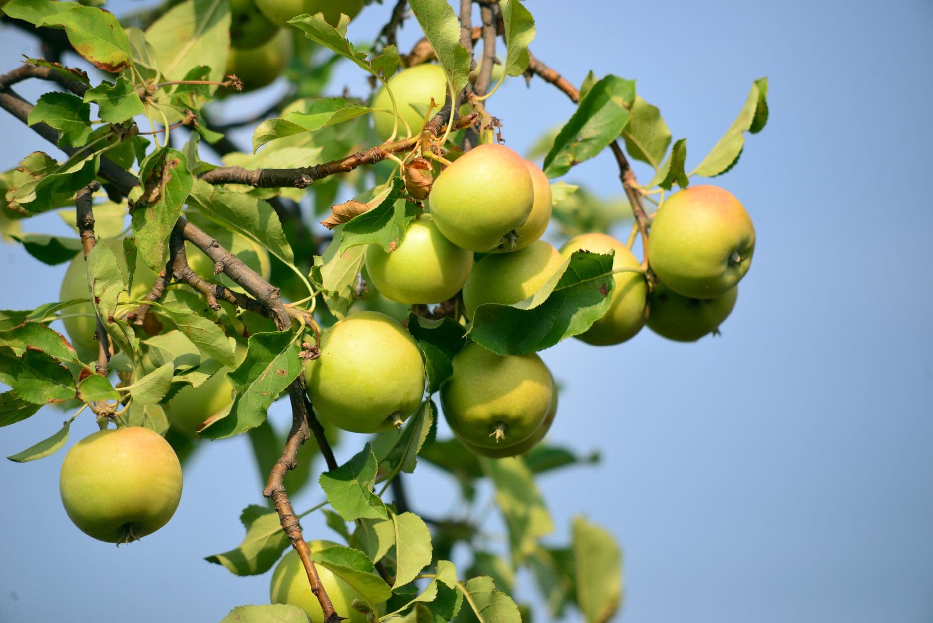 Woodside Orchards