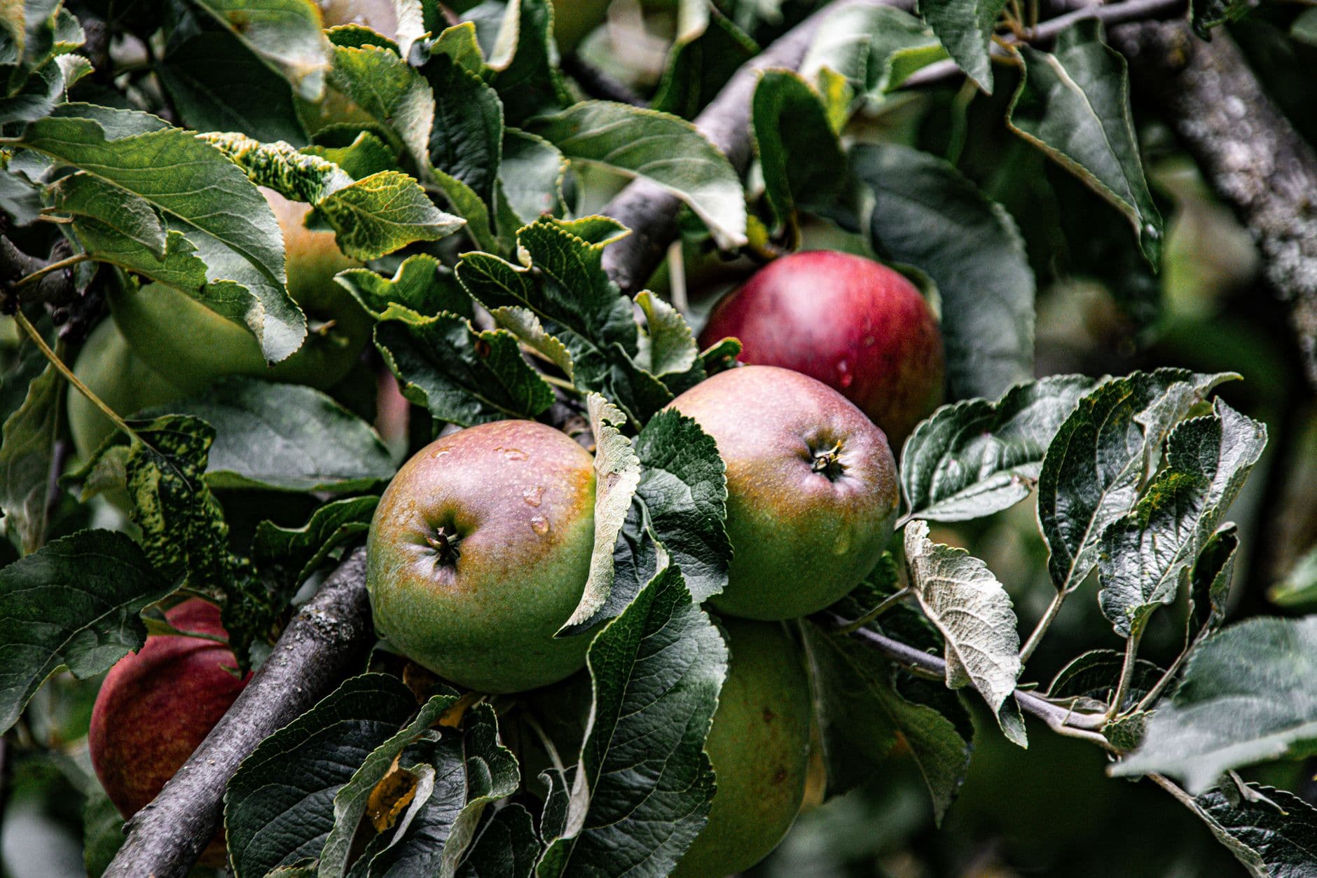 Woody's Orchard