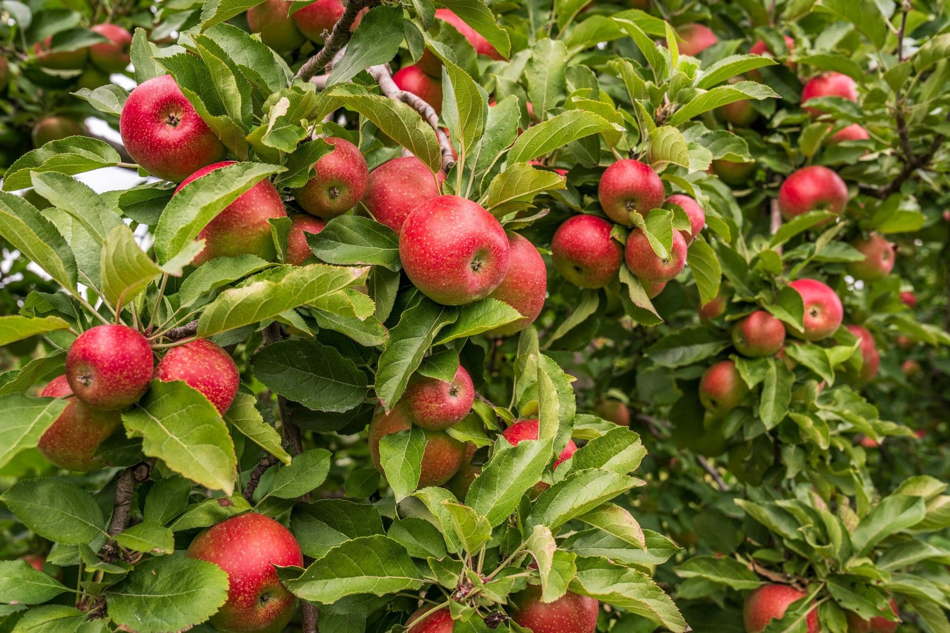 Apples