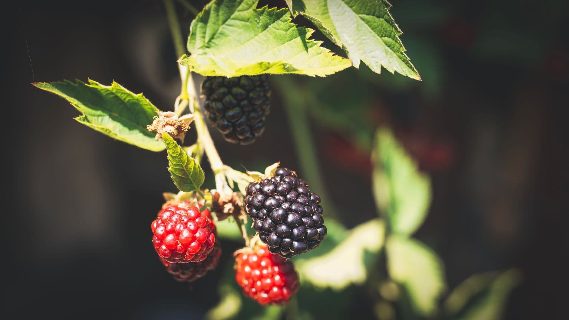 Blackberries