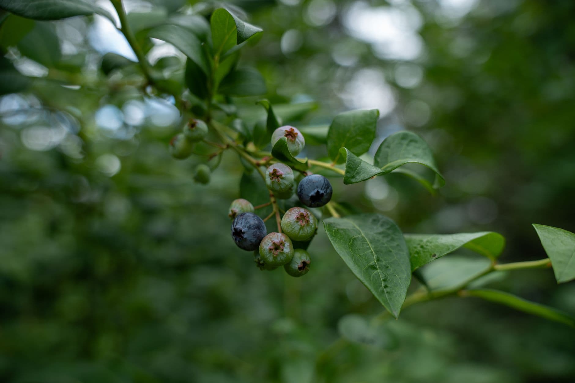 Blueberries