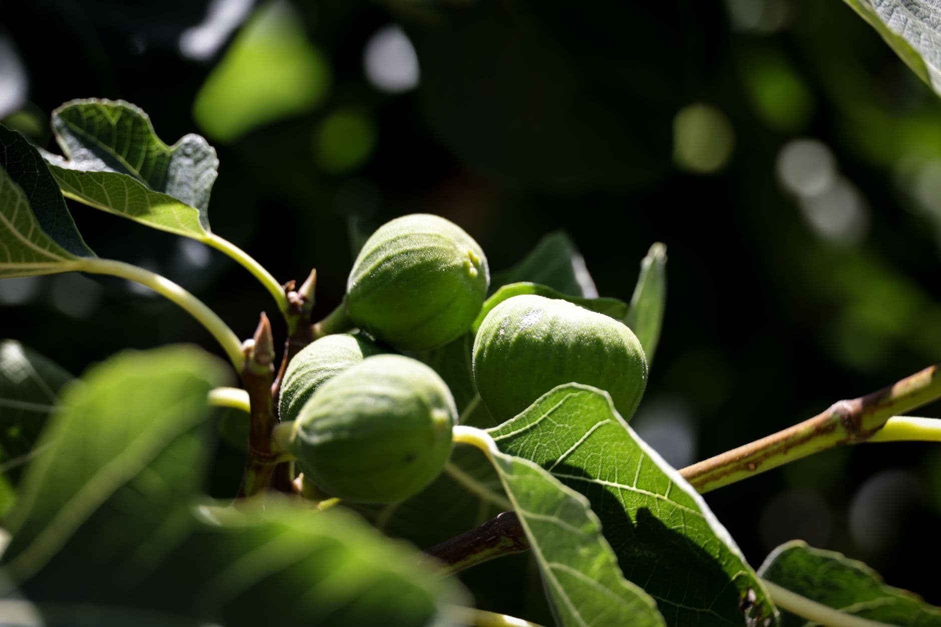 Figs